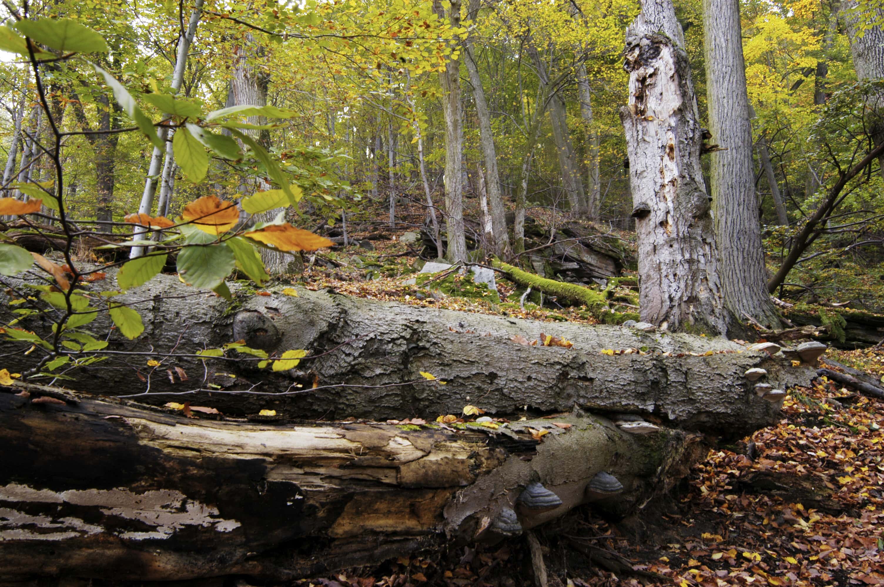 Lesní porosty s fungující přirozenou dynamikou rozpadu a obnovy zůstávají na většině území ponechány samovolnému vývoji. Foto Petr Lazárek