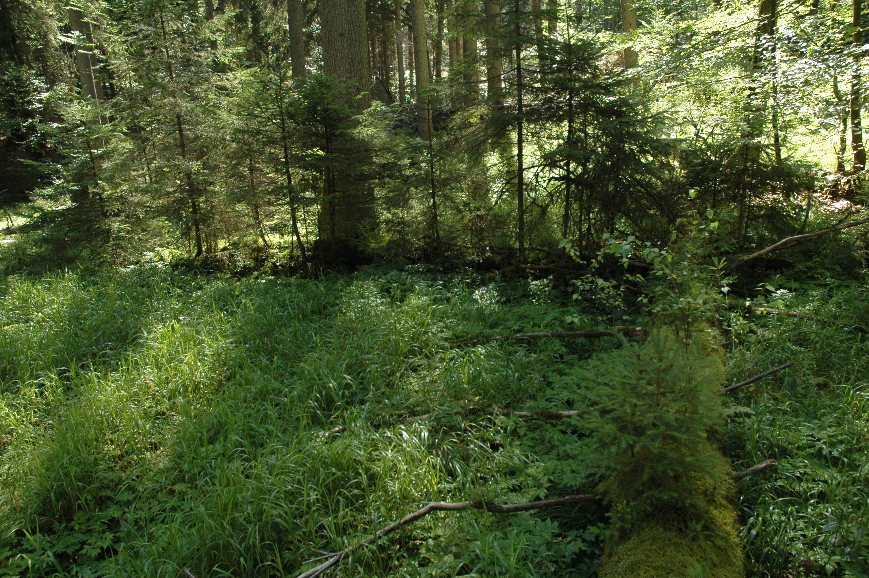 Stromy v Žofínském pralese často vyrůstají na tělech předků. Tím se i v prostoru tvoří pomyslná pupeční šňůra mezi generacemi. Foto Pavel Šamonil