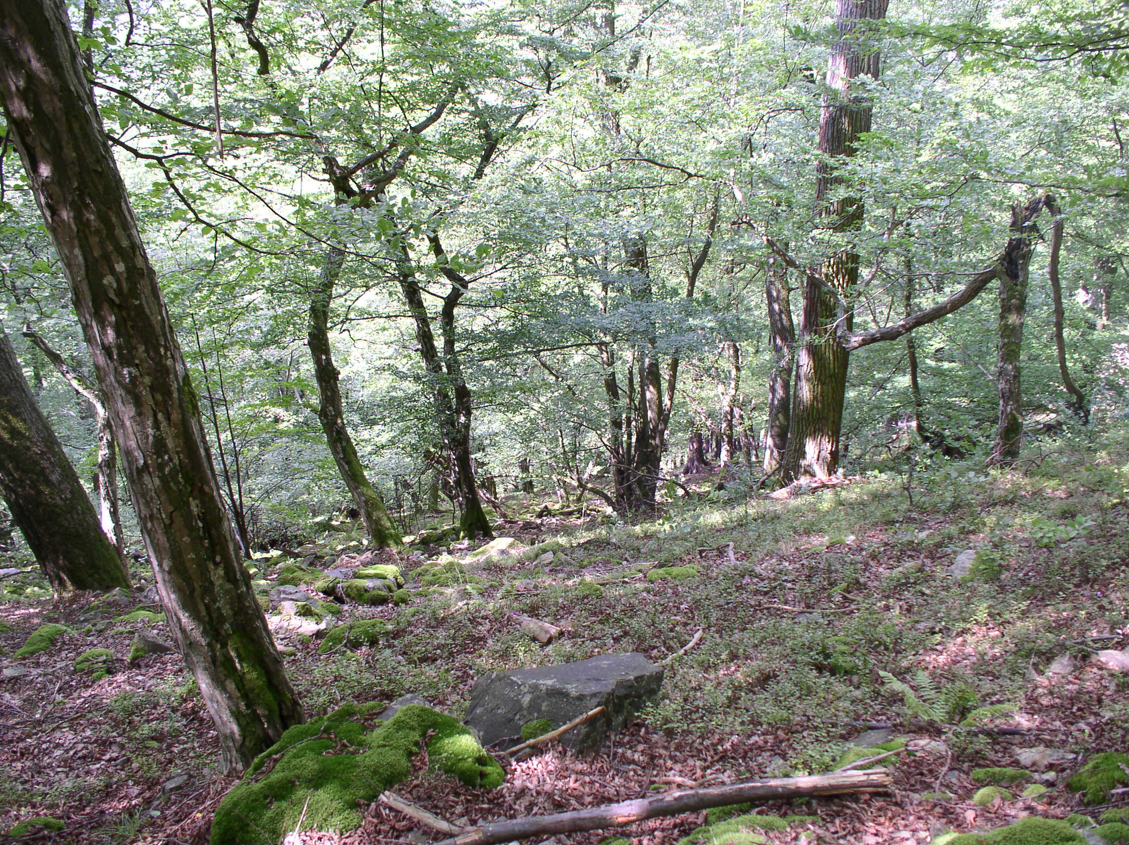 Dnes suťový les v údolí Oslavy, ve středověku zde stály dva hrady, území bylo pravděpodobně  z důvodu jejich obrany odlesněno, pak se zde několik století páslo. Foto Dušan Utinek
