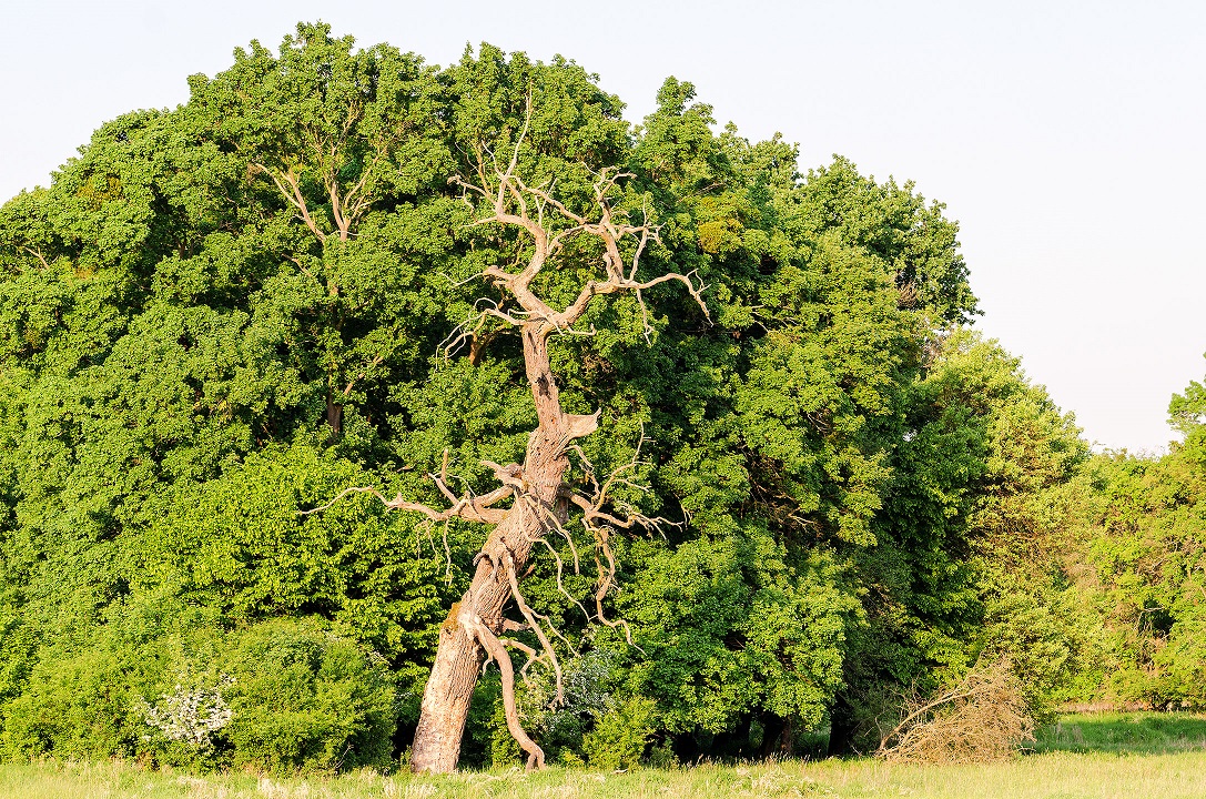 Vodorovné větve a mohutný kmen jsou typické znaky stromů, které vyrostly mimo konkurenci ostatních. A také relativně malá výska, zjevná na rozdílu ve výšce mrtvého solitéru a stromů v zápoji za ním. Foto: David Hauck