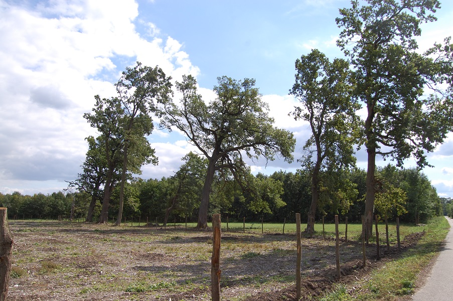 Ukázka stromů ponechaných na těžené ploše jako výstavky. Foto Jan Dovrtěl