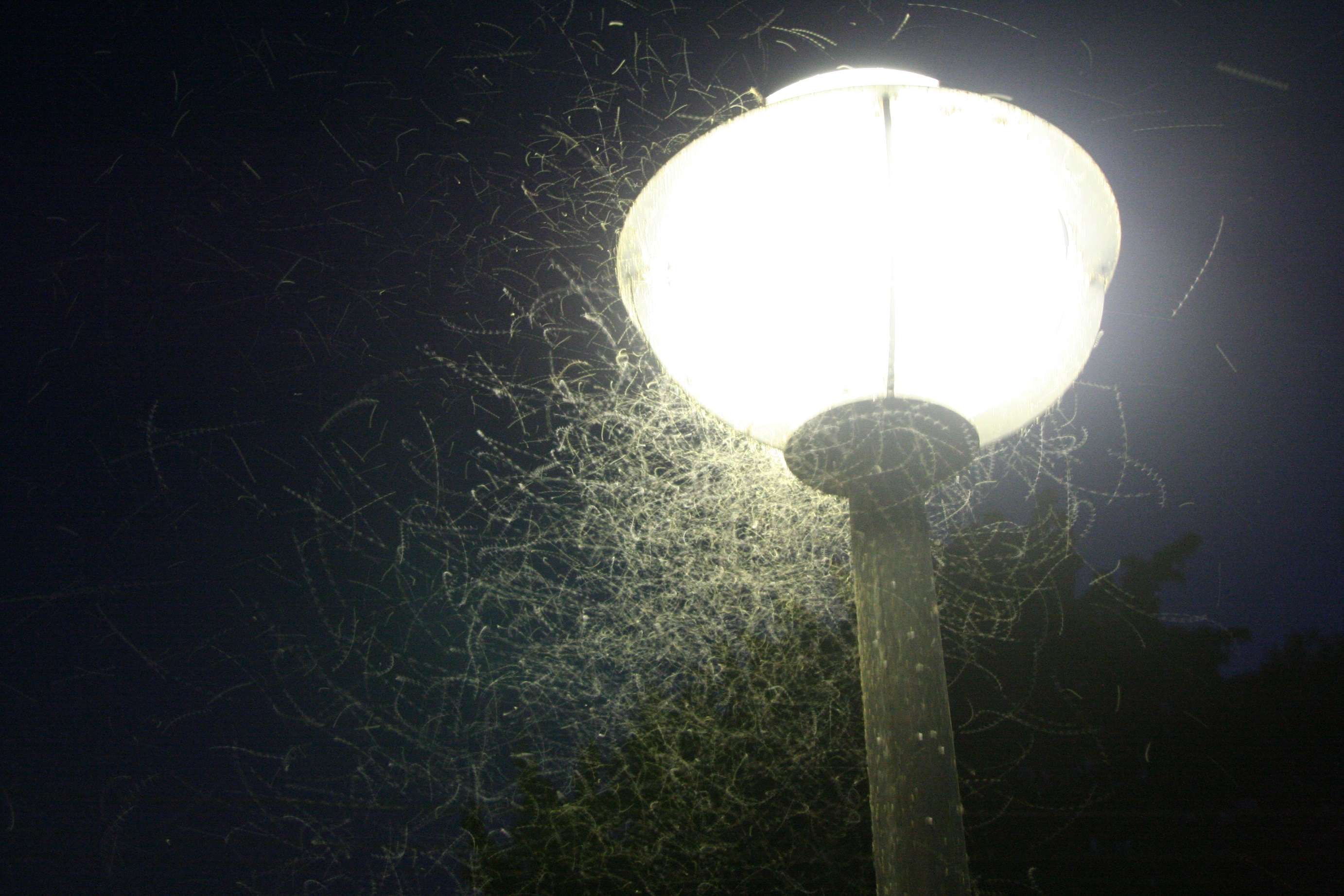 Kombinace nevhodného tvaru difusoru a studené barvy světla vyzařovaného lampami veřejného osvětlení ovlivňuje společenstva hmyzu v širokém okolí. Foto: Jan Kondziolka