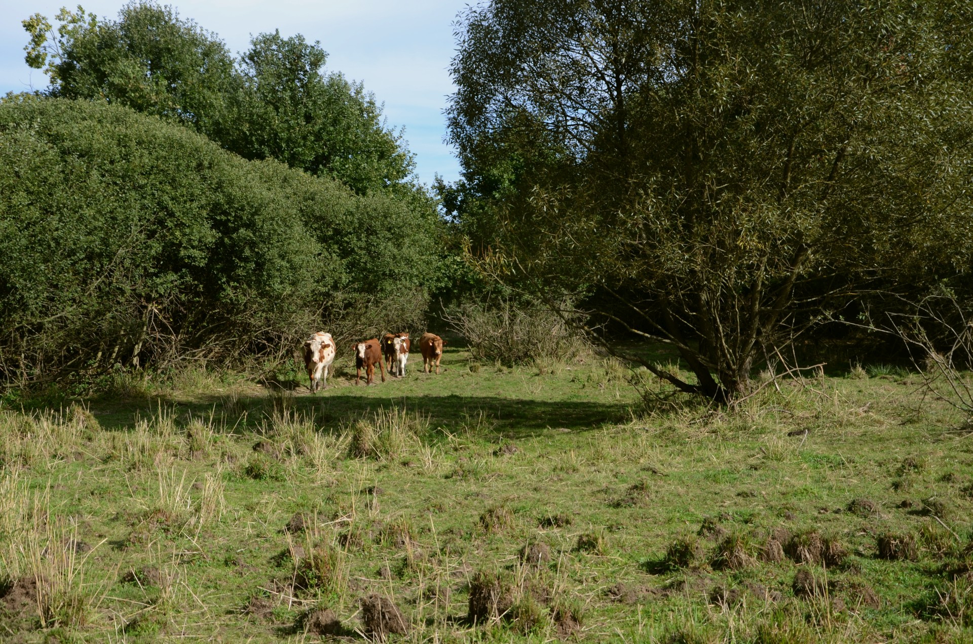 Návrat pastvy krav do nivy horní Lužnice. Foto David Pithart