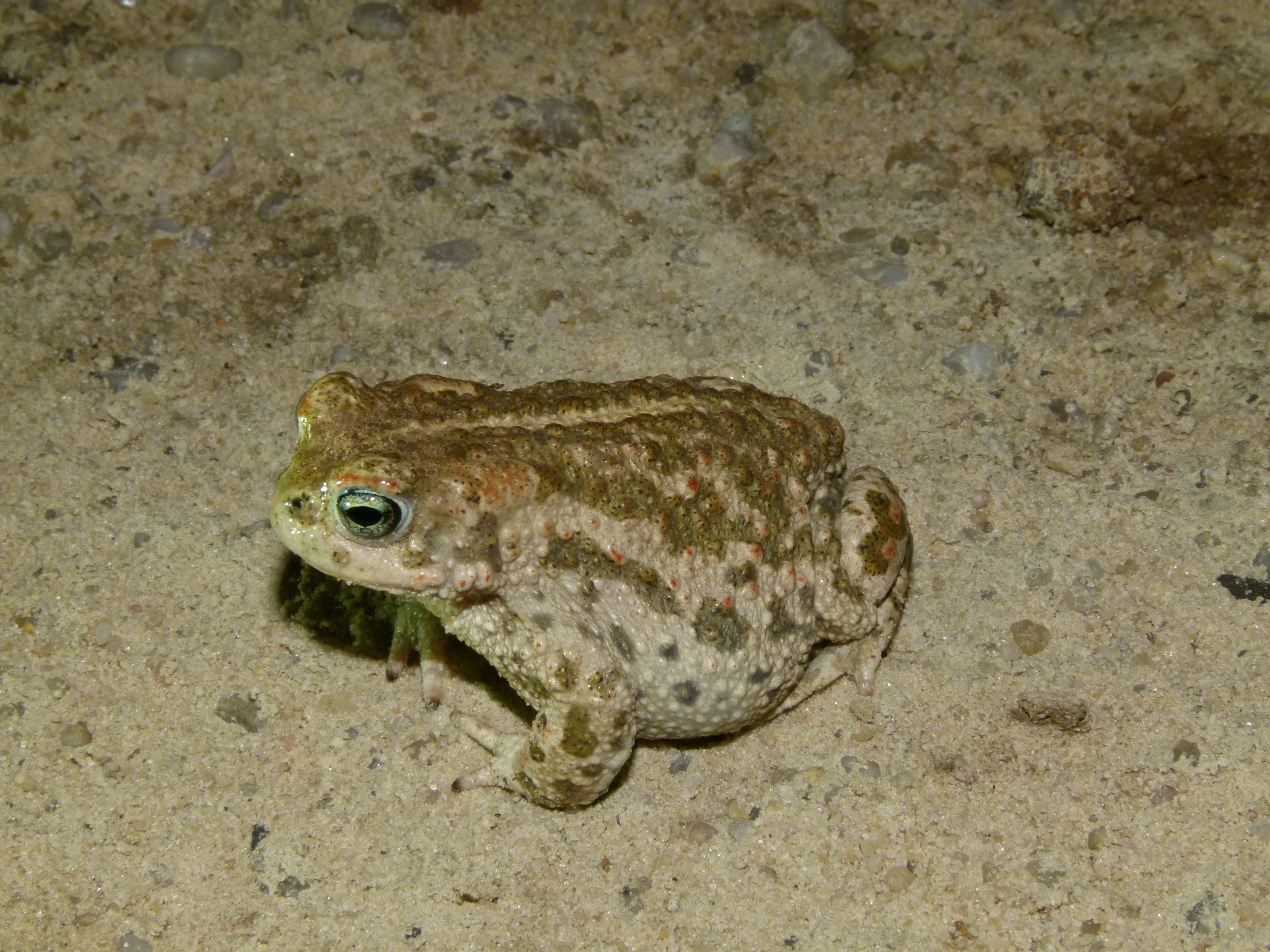 Ropucha krátkonohá je krásná žába. Foto Martin Šandera