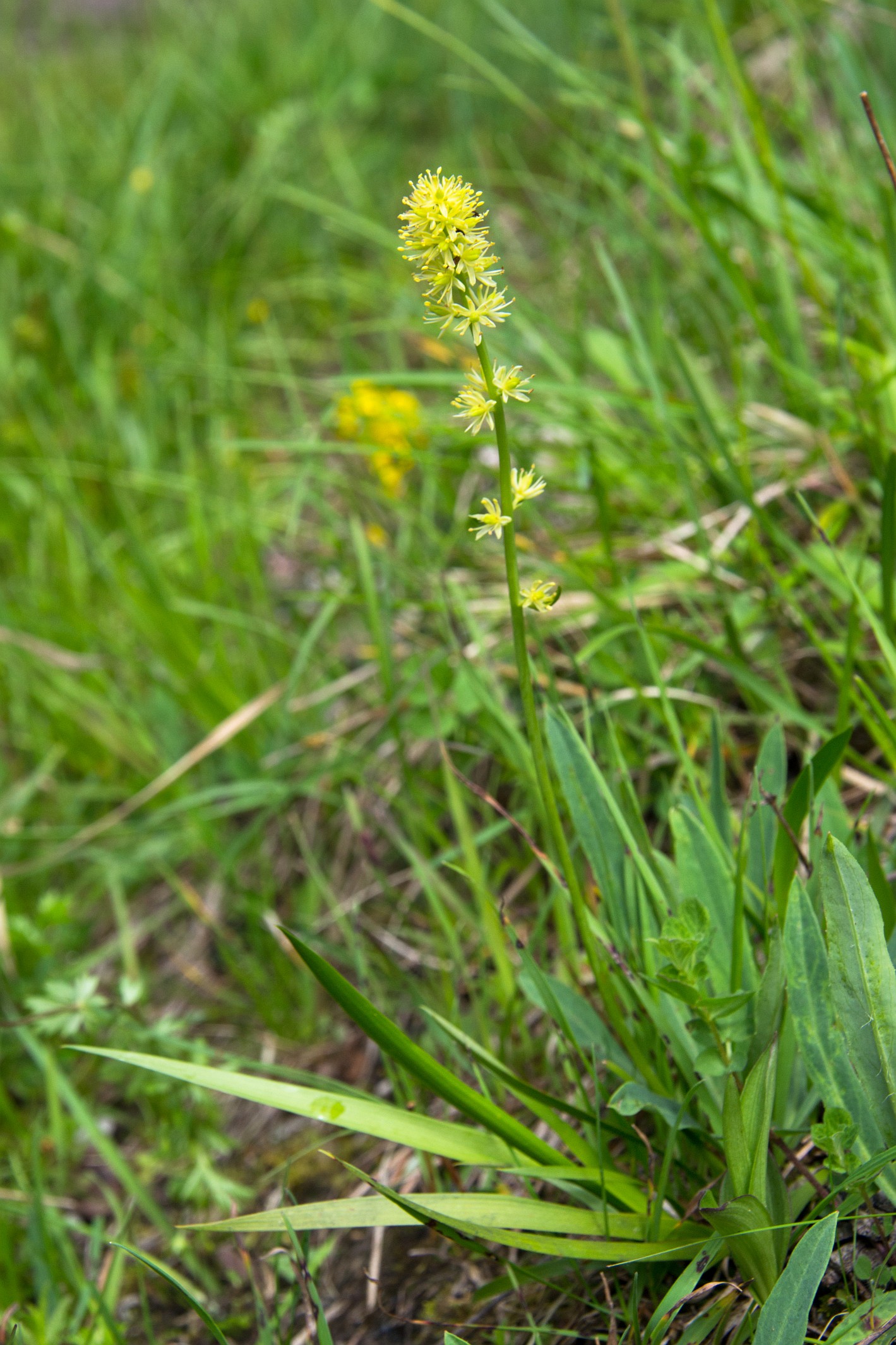 Kohátka kalíškatá (Tofieldia calyculata).  Foto Barbora Čepelová