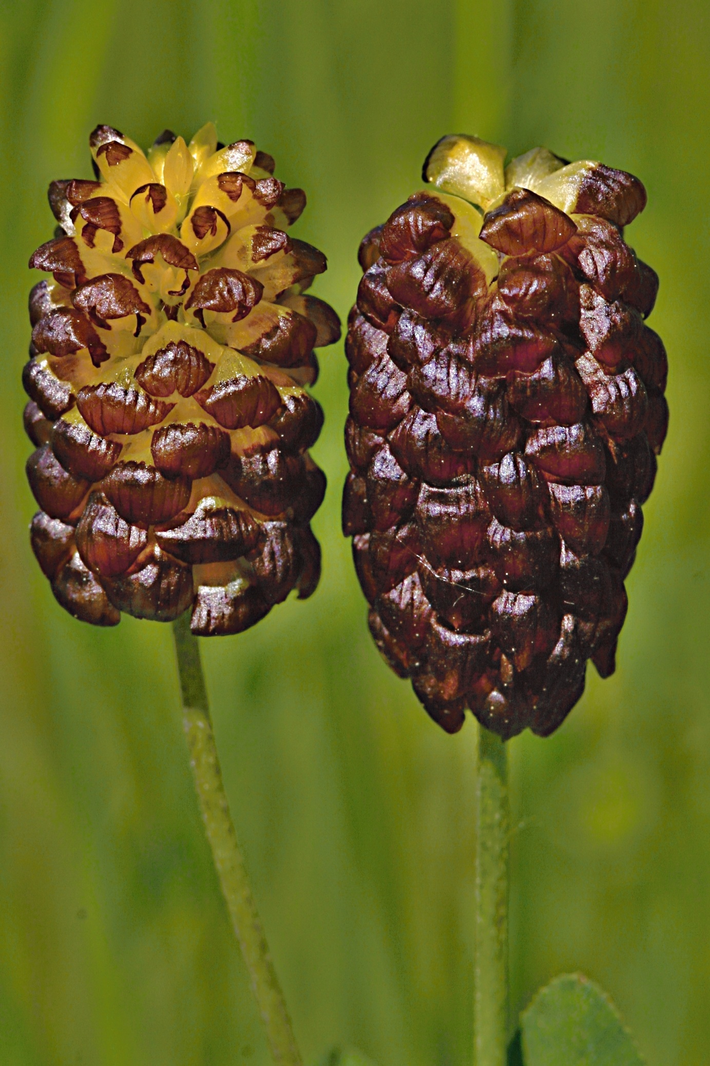 Jetel kaštanový (Trifolium spadiceum) – druh zařazený v Červeném seznamu do kategorie C2t – druh v ČR s trendem úbývajícím, v Labských pískovcích je vzácný, ale jsou nalézány nové lokality. Foto Petr Bauer