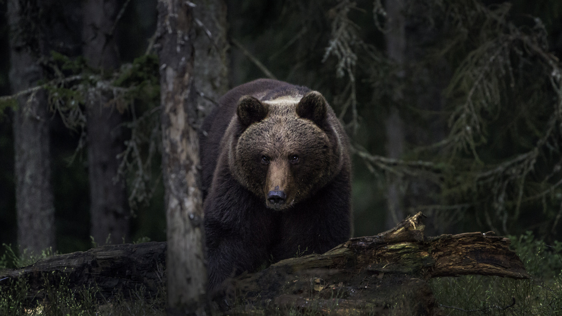 Odhaduje se, že jen v Chorvatsku žije kolem 1 000 medvědů hnědých. Zdroj Wiki Commons, Foto: Per Harald Olsen