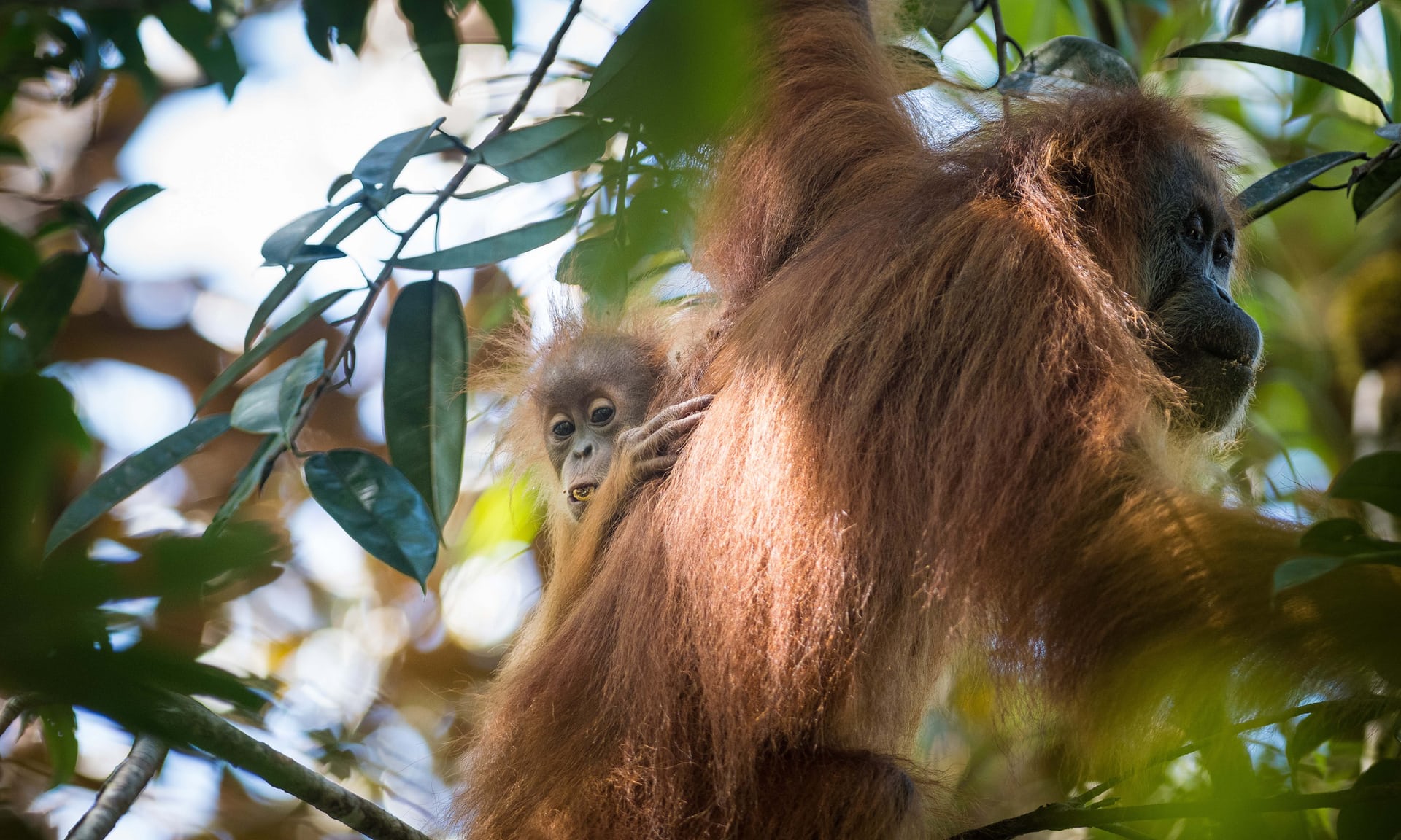 V roce 2017 byl popsán třetí druh orangutana - Pongo tapanuliensis. Žije na Sumatře a tím, že byl vyčleněn ze sumaterského druhu, najednou máme z jednoho ohroženého druhu dva, ohroženější než ten původní. Foto Wiki Commons