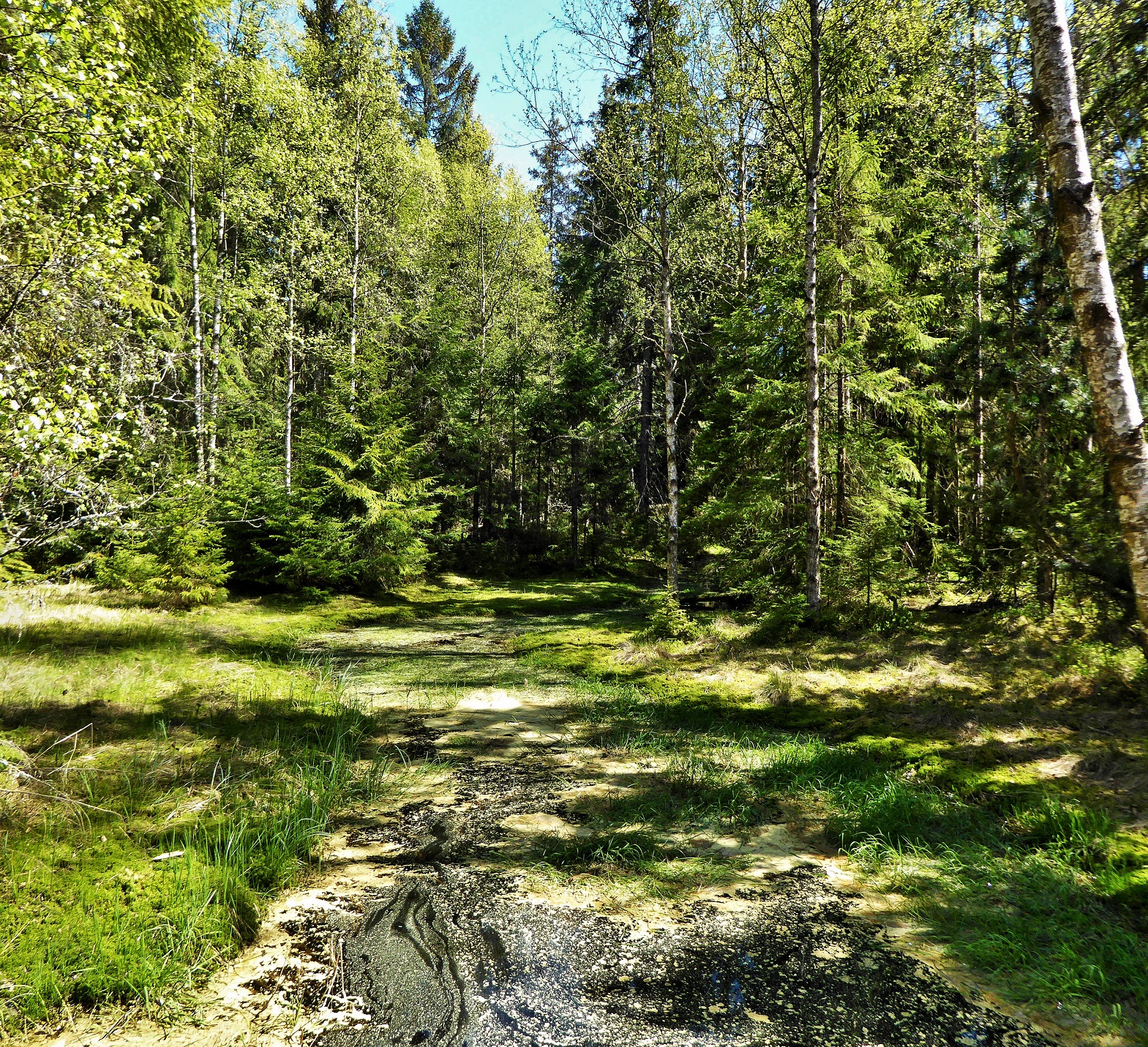 V EVL Kladské rašeliny jsou poskytovány informace o zdejší chráněné přírodě prostřednictvím Domu přírody Slavkovského lesa a navazující naučné stezky. Foto Tereza Kušnírová