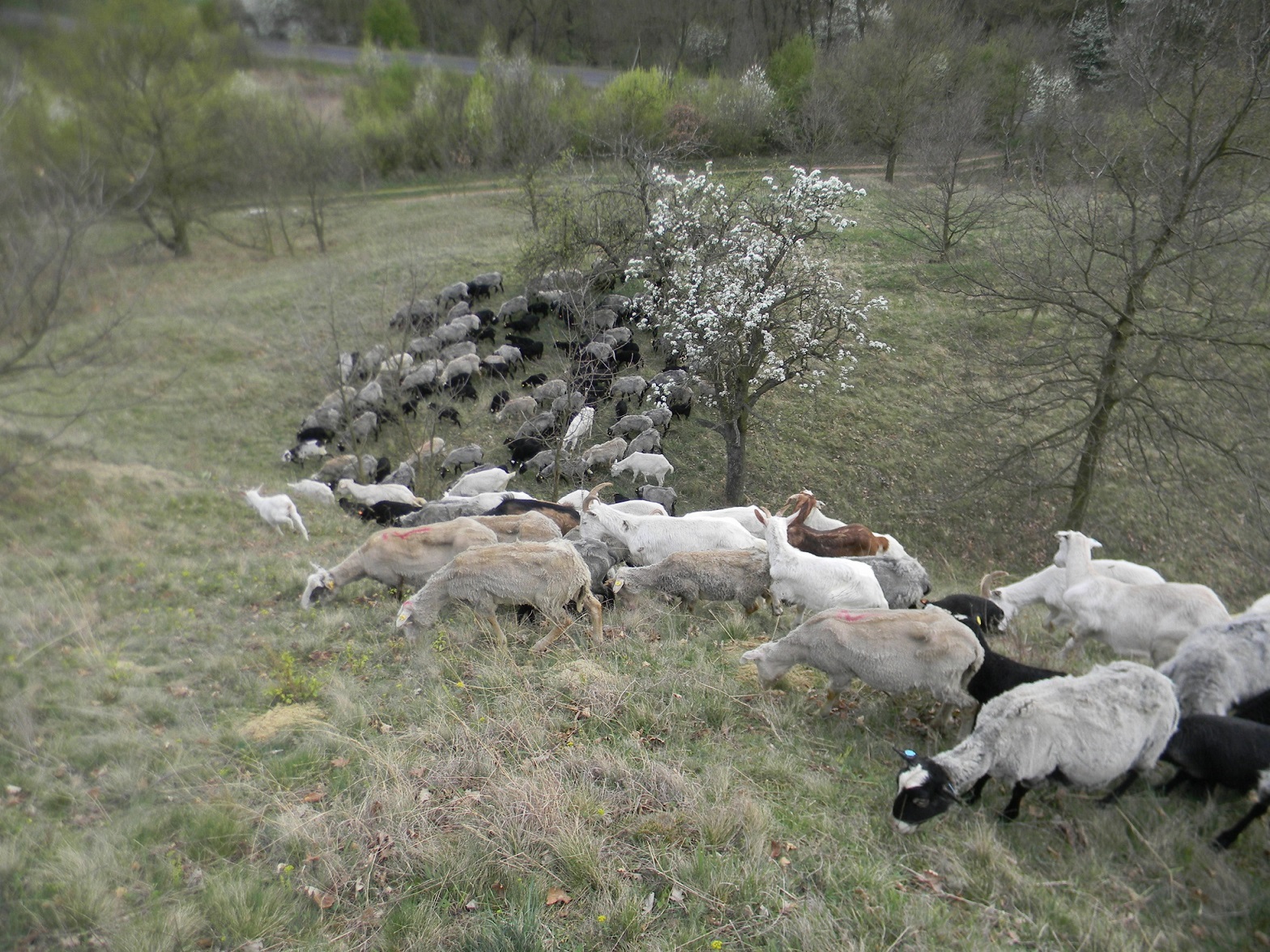 Obr. 4 Volná pastva smíšeného stáda ovcí a koz, jež každoročně probíhá na řadě stepních lokalit ve správě Krajského úřadu Ústeckého kraje. Pouhé kosení a výřezy dřevin zpravidla nevedou k dlouhodobému udržení příznivého stavu biotopů, neboť zajistí pouze jednorázové, neselektivní odstranění biomasy bez dostatečného narušování půdního povrchu, nezbytného jak pro vznik mikrostanovišť vhodných k uchycování konkurenčně slabších druhů rostlin, tak i pro vznik a udržování vhodných biotopů pro mnohé druhy hmyzu. To v dlouhodobém časovém horizontu zajistí právě uvedená pastva. Foto Radovan Douša