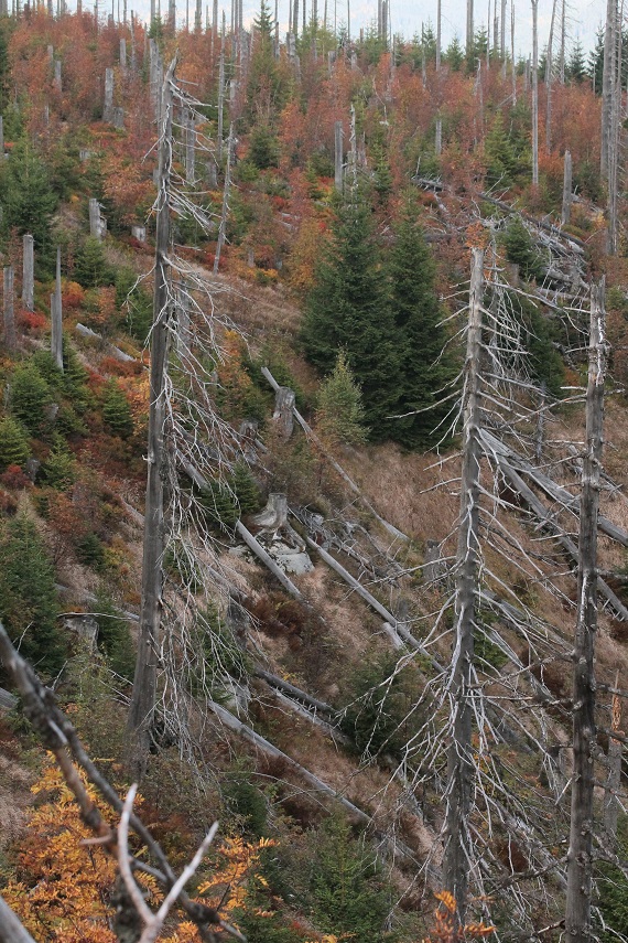 Na vrcholu Plechého je patrná bohatost odrůstající nové generace lesa. Foto: Pavel Hubený