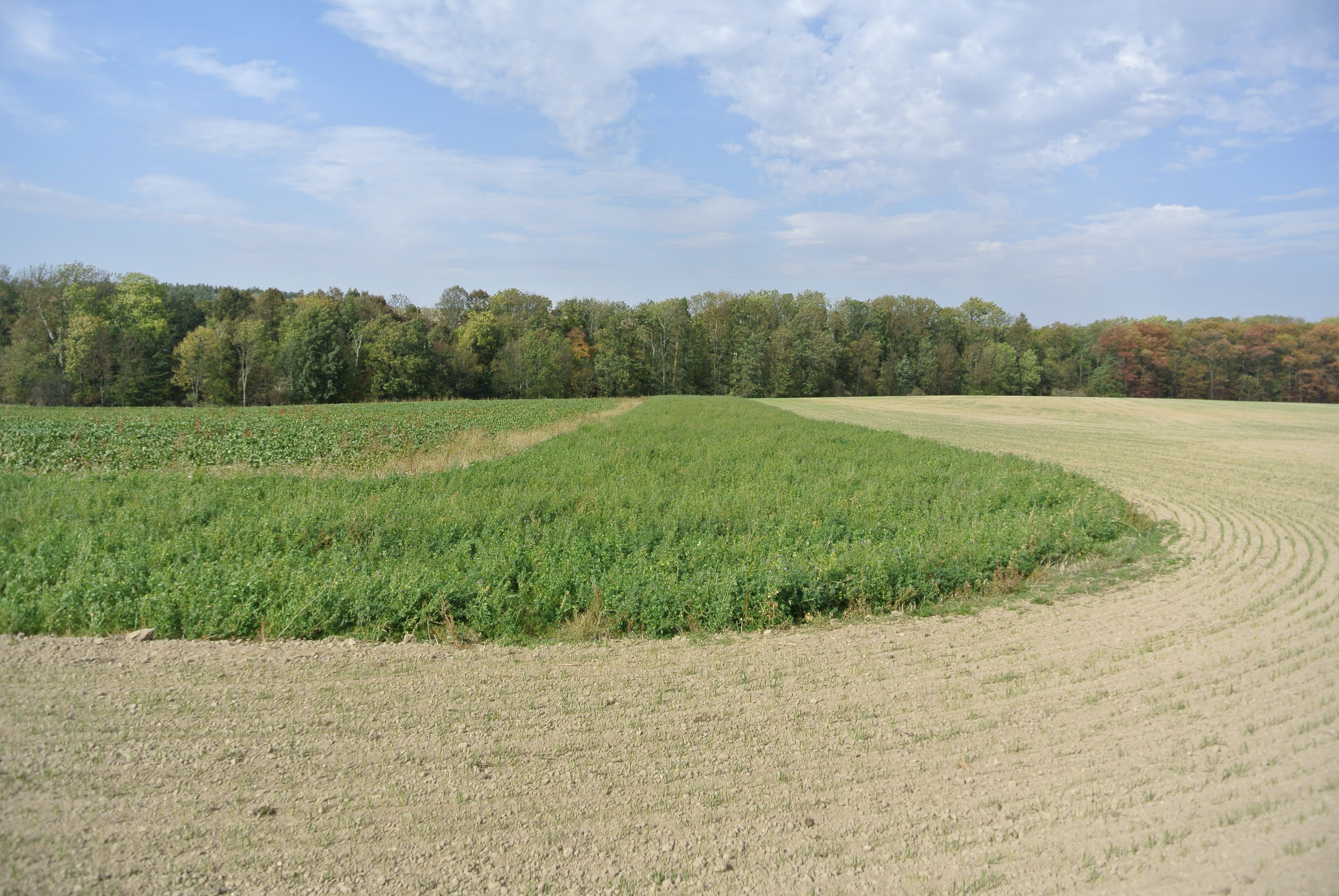 Nektarodárné biopásy zemědělci v roce 2019 aplikovaly jen na zhruba 1000 ha. Foto Václav Zámečník
