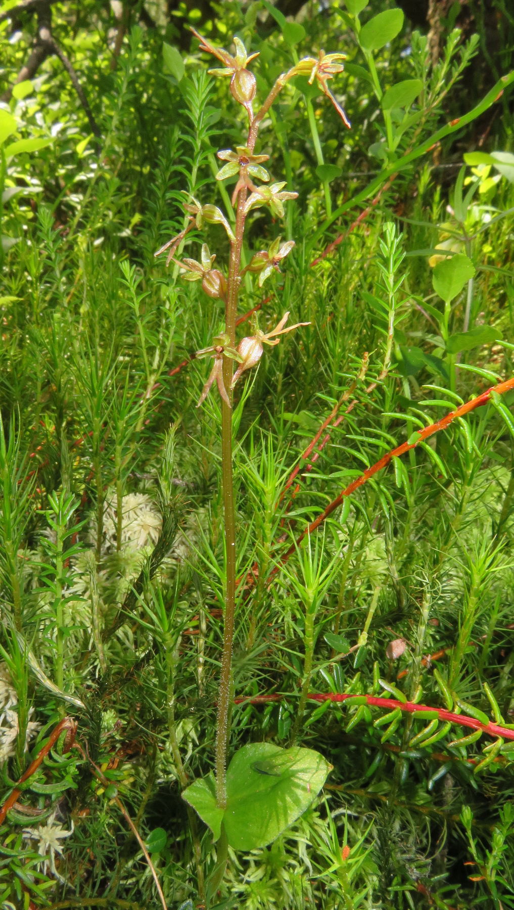 Bradáček srdčitý (Listera cordata) roste na rašeliništi Myší kout. Foto Stanislav Wieser