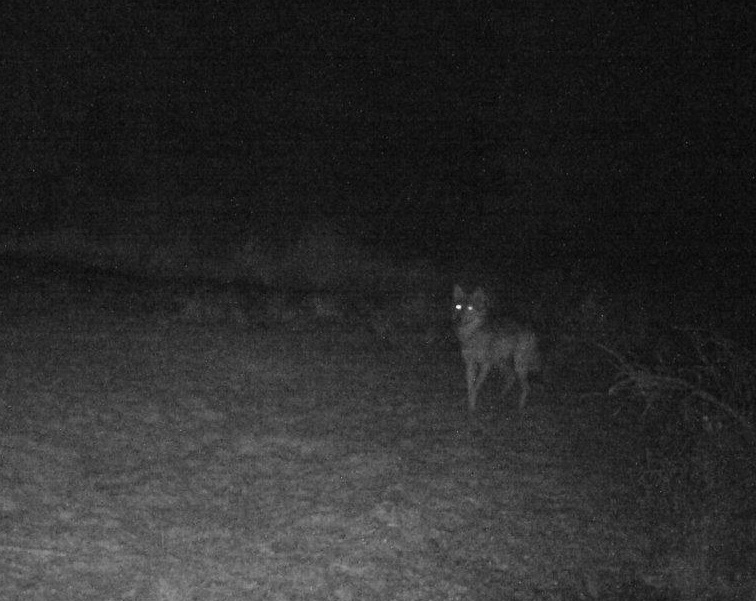Foto 1: Jedna z prvních fotografií vlků v Krušných horách (záchyt nedaleko Abertam v létě 2016) Foto © 2016, archiv OWAD & ČZU