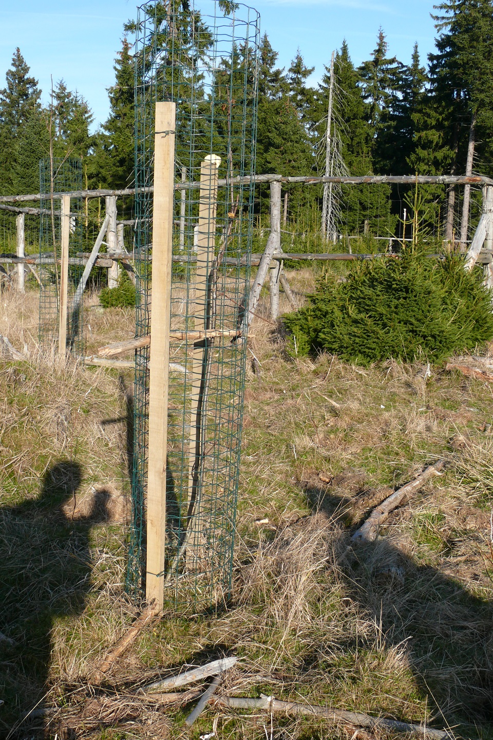 Individuální ochrana dřevin MZD – jeřáb ptačí, 2011. Foto Pavel Kolibáč