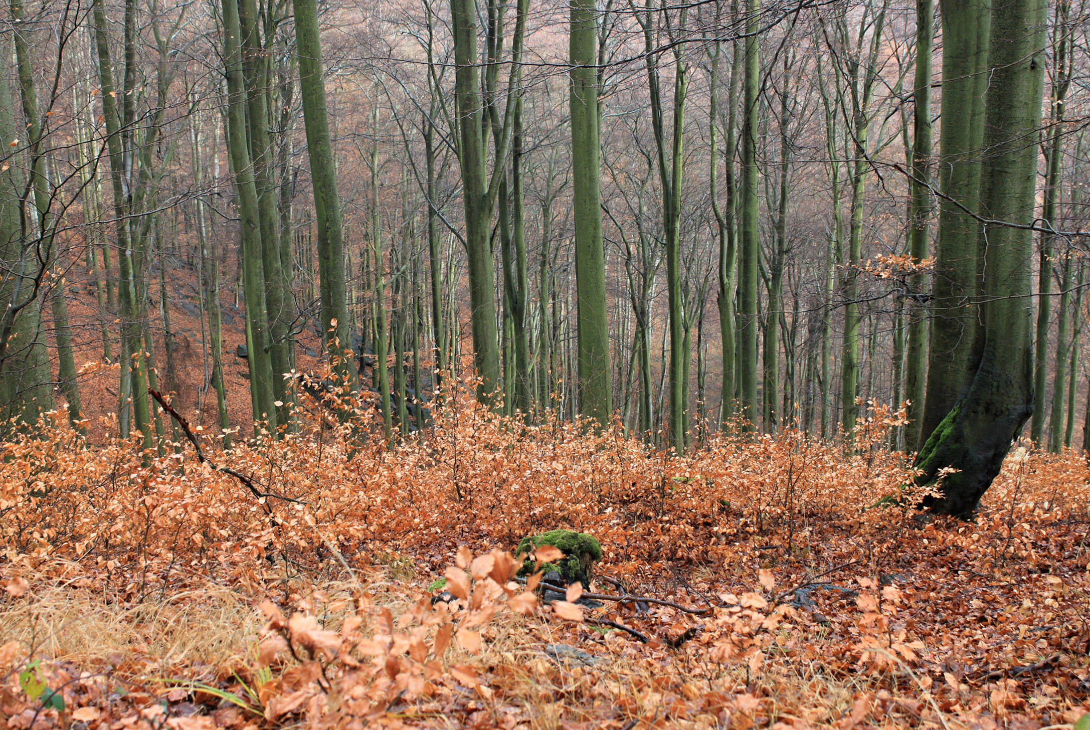 Bukový les překvapuje na mnoha místech vitalitou přirozené obnovy v místech, která jsou obhospodařována podrostně, anebo dlouhodobě vůbec neobhospodařována. Foto: J. Křivánek, AOPK ČR