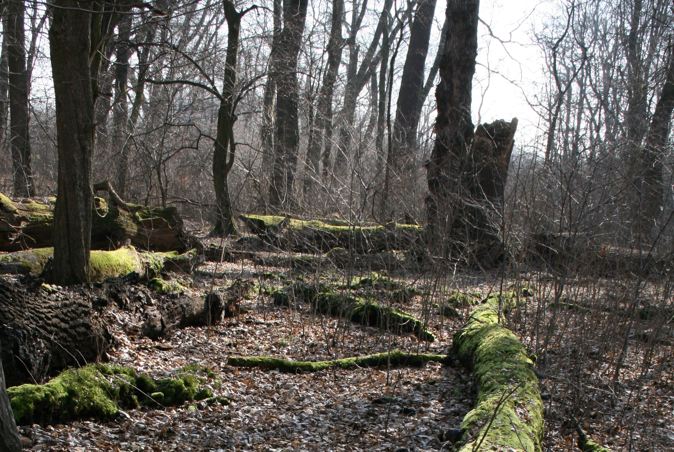 Mrtvé dřevo má z hlediska biodiverzity i fungování lesního ekosystému nezastupitelnou roli. Foto Simona Poláková