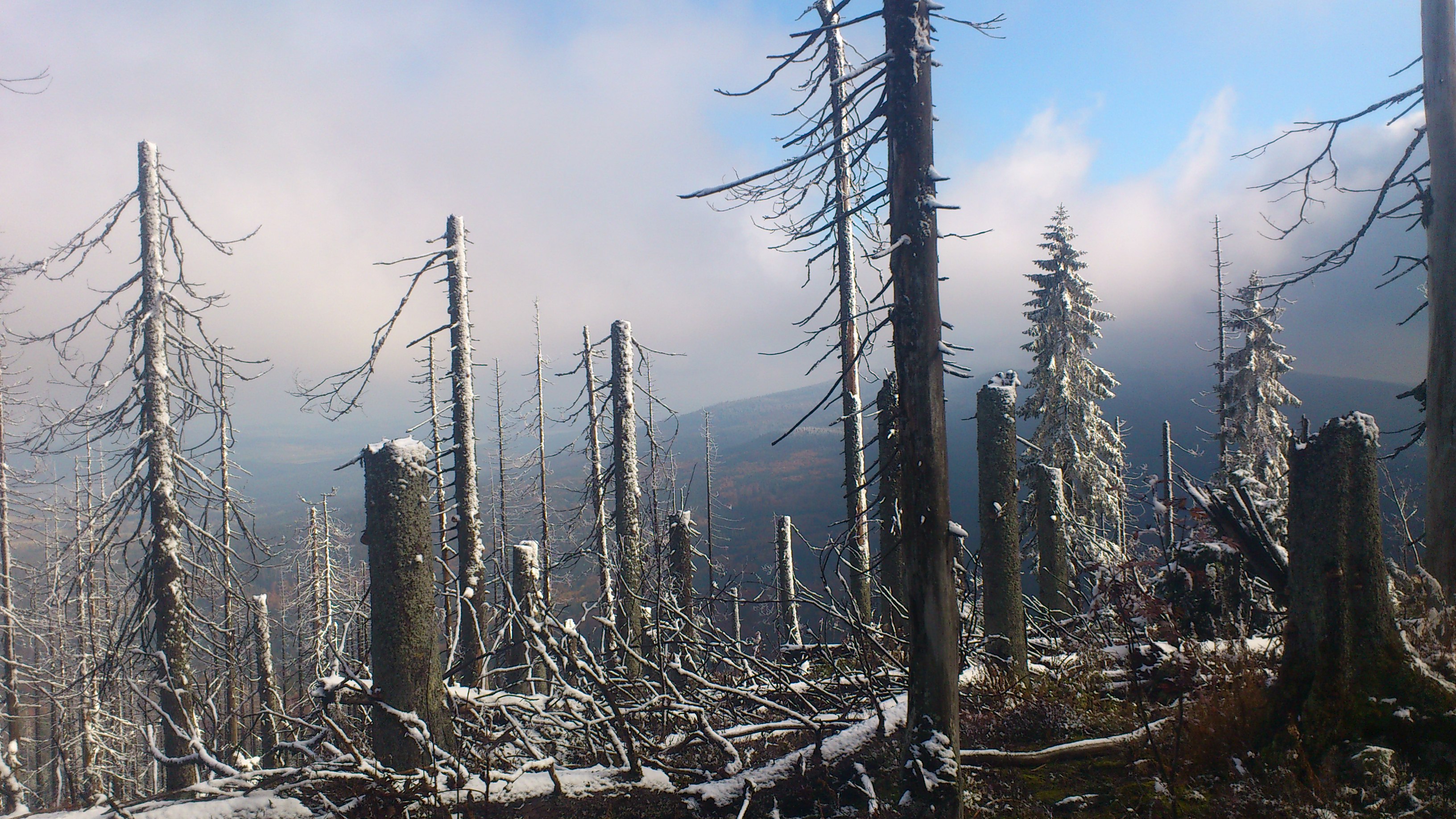 Ponechávání veškerého mrtvého dřeva v horských národních parcích by mělo být samozřejmostí. Foto Radek Bače