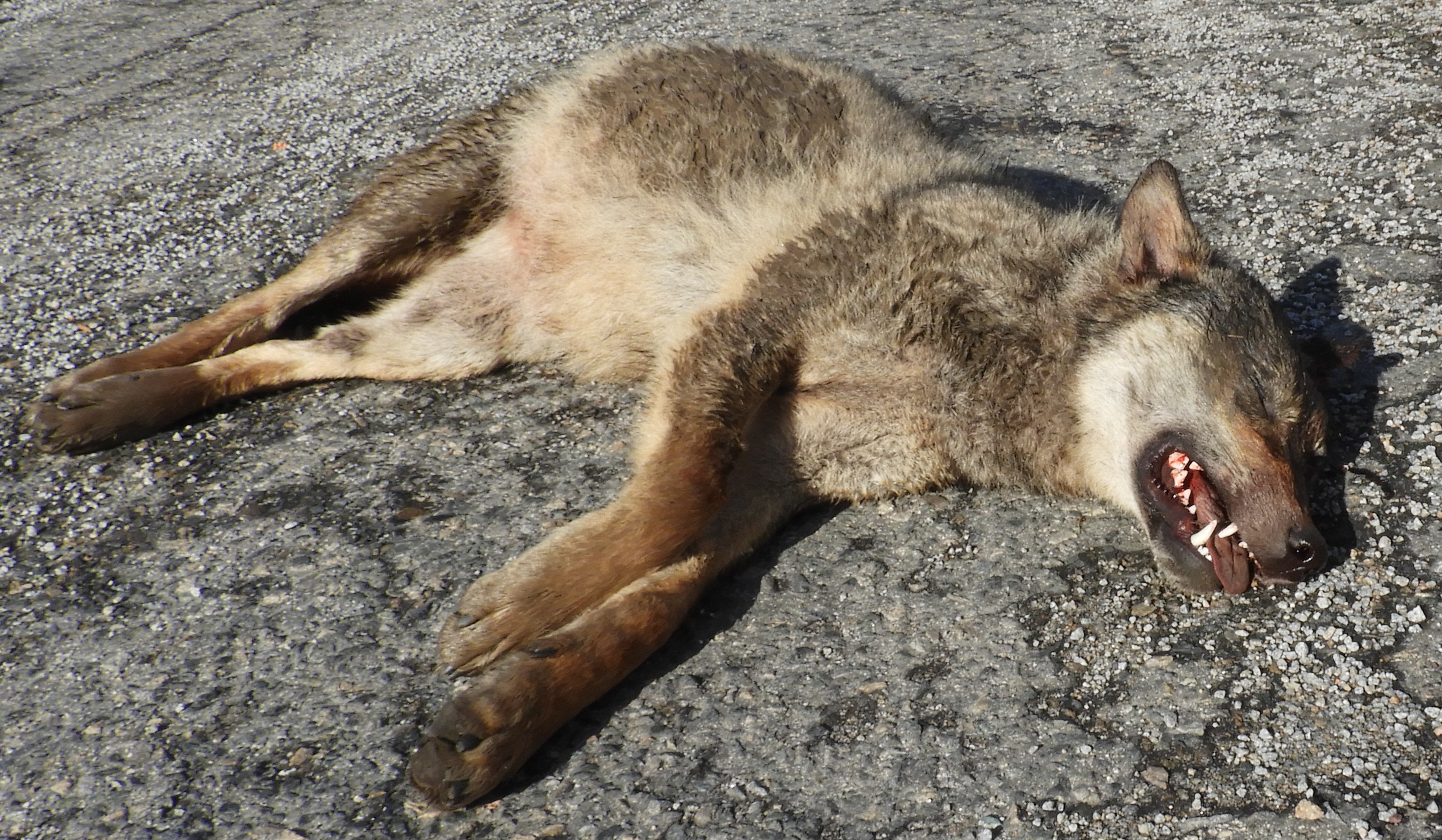 Vlk zabitý v březnu 2017 na dálnici D1 u Skorkova na Vysočině. V tomto úseku přecházeli dálnici D1 opakovaně také losi migrující z Polska do jižních Čech. Foto Václav Hlaváč