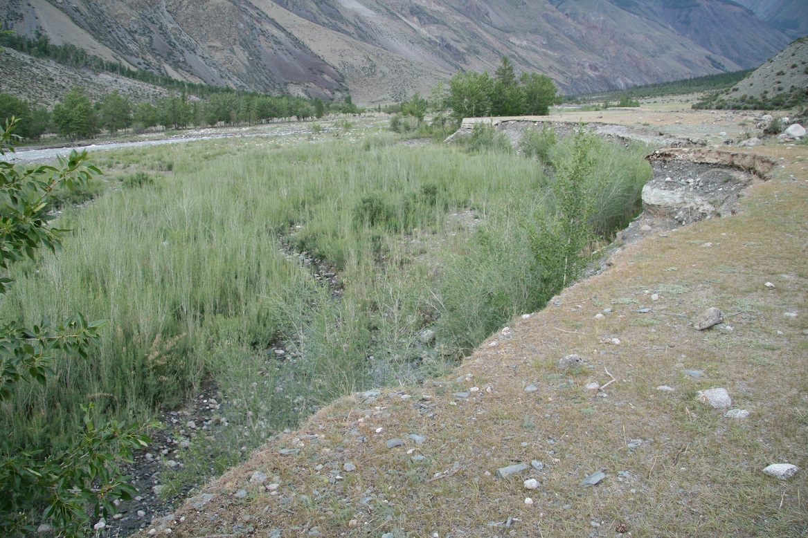 Zarůstající „pískovna“ je ve skutečnosti výsledkem posunu koryta řeky – pohoří Altaj. V divočině jsou ranně sukcesní stanoviště naprosto běžná, mohou být výsledkem práce řek, ohně, velkých  i menších zvířat. Foto Lukáš Čížek
