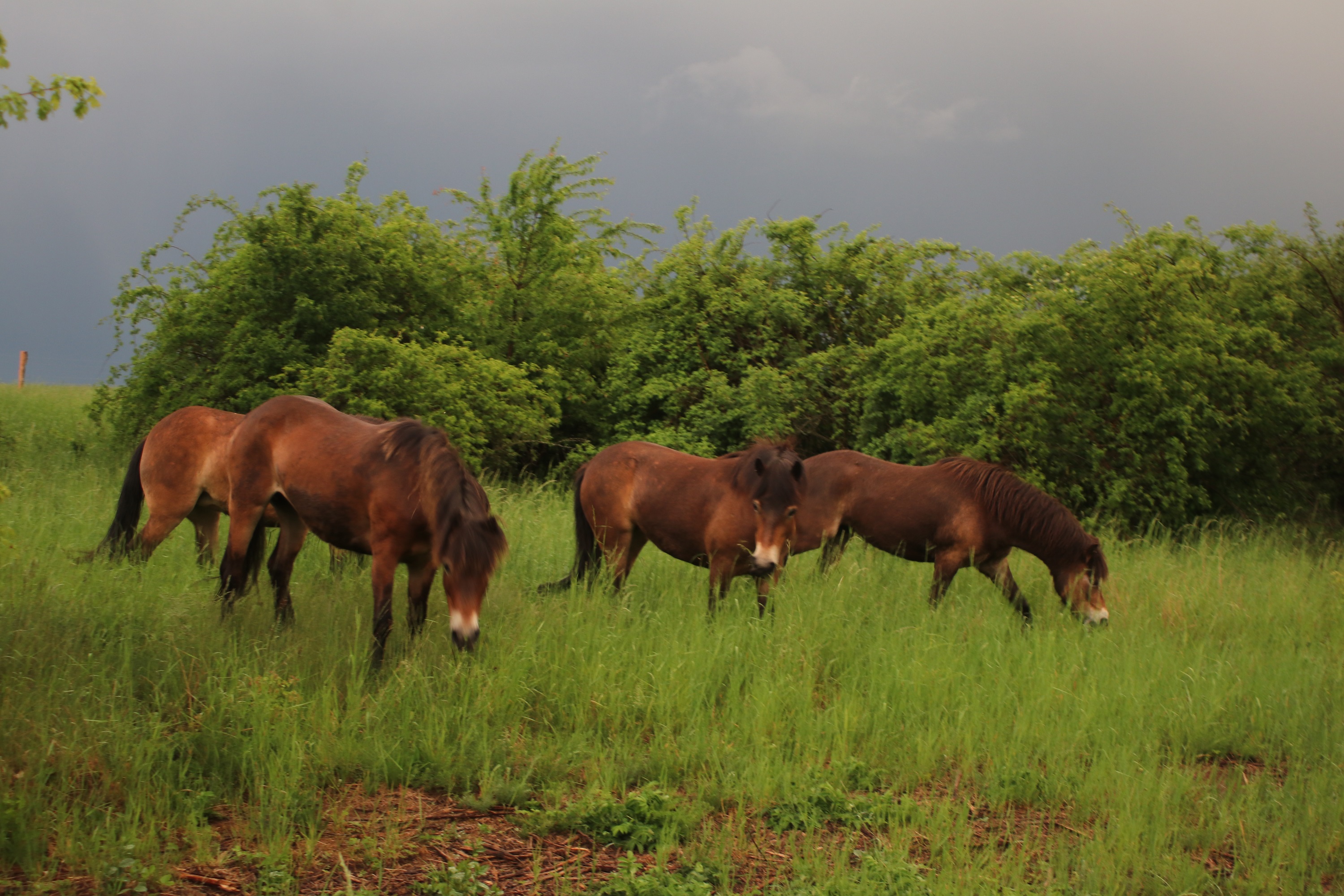 Divocí koně pomáhají s ochranou lokalit v Podyjí. Foto Pavel Marhoul