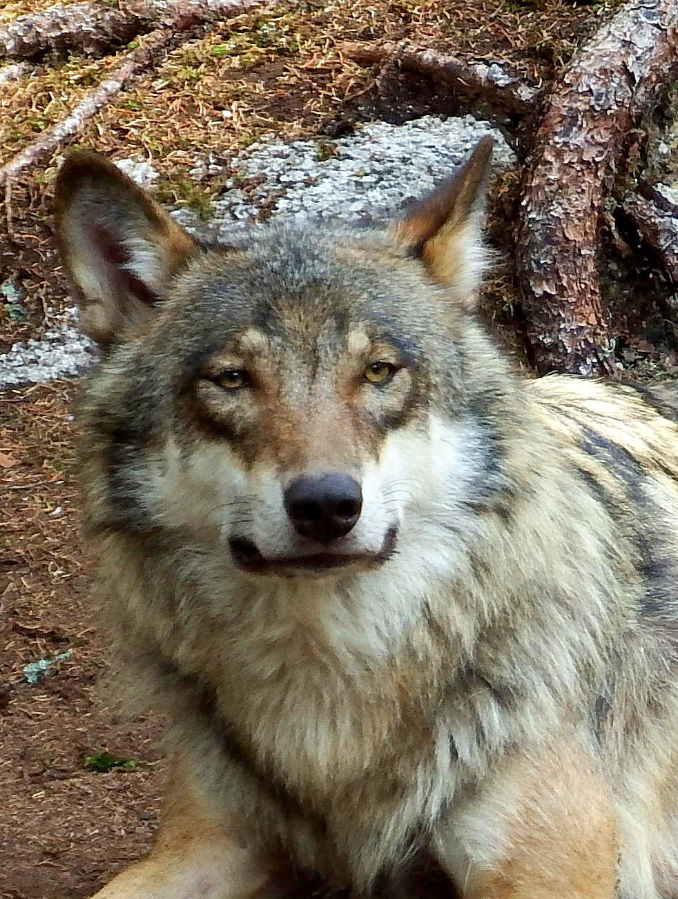 Vlci se k nám začínají hojně navracet, přináší  to i jistá úskalí. Foto Dana Bartošová