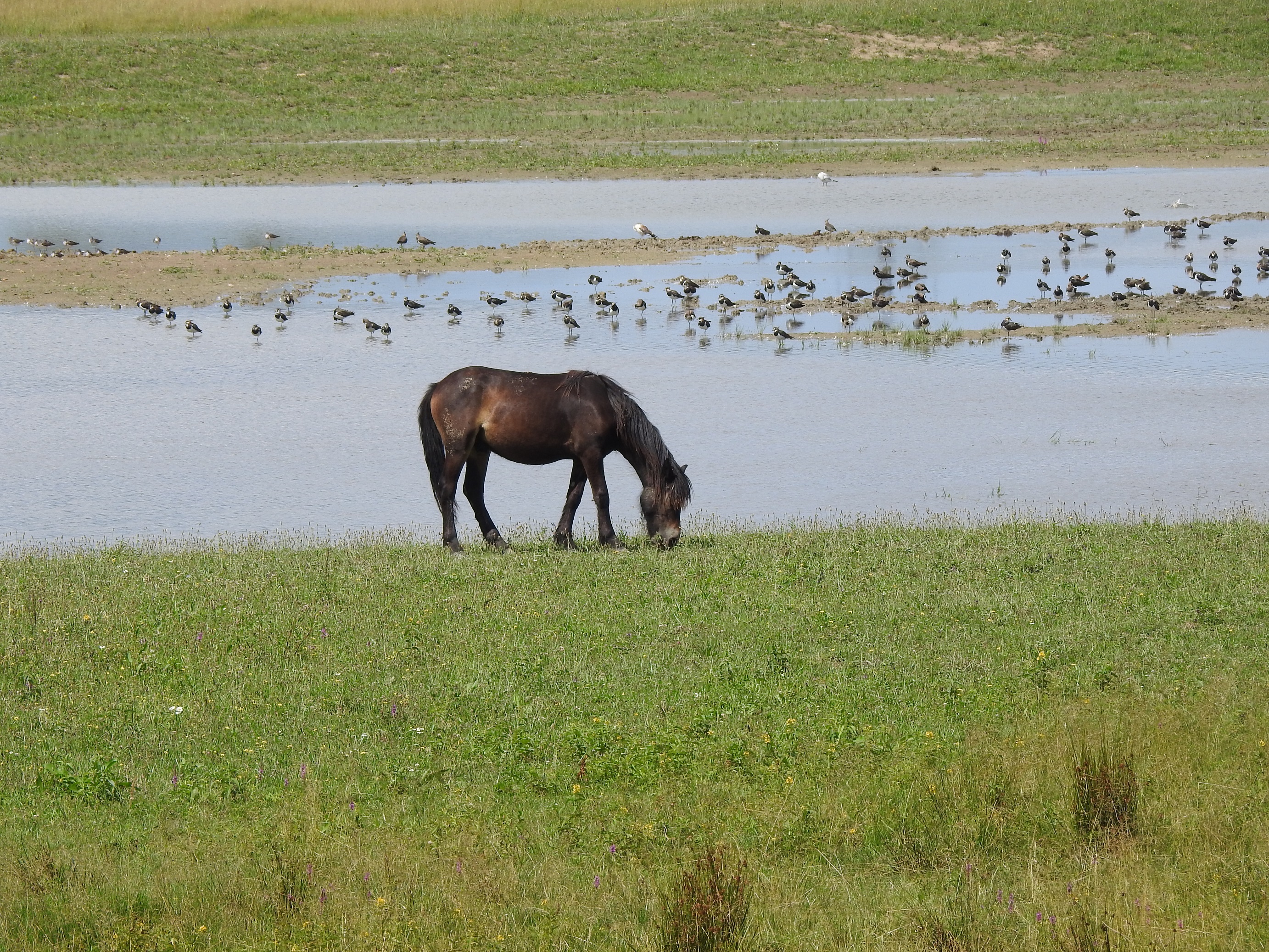 Pastva koní plemene Exmoor je zásadní pro údržbu lokality a tvorbu rozvolněného a strukturovaného porostu pro ptactvo. Foto Kamil Lisal