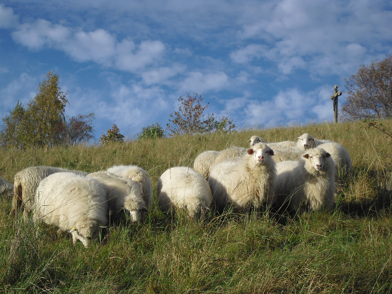 S údržbou mnohých lokalit pomáhají i ovce - Místo pro přírodu Velká Homolka v péči pozemkového spolku Šumava. Foto Jakub Hromas