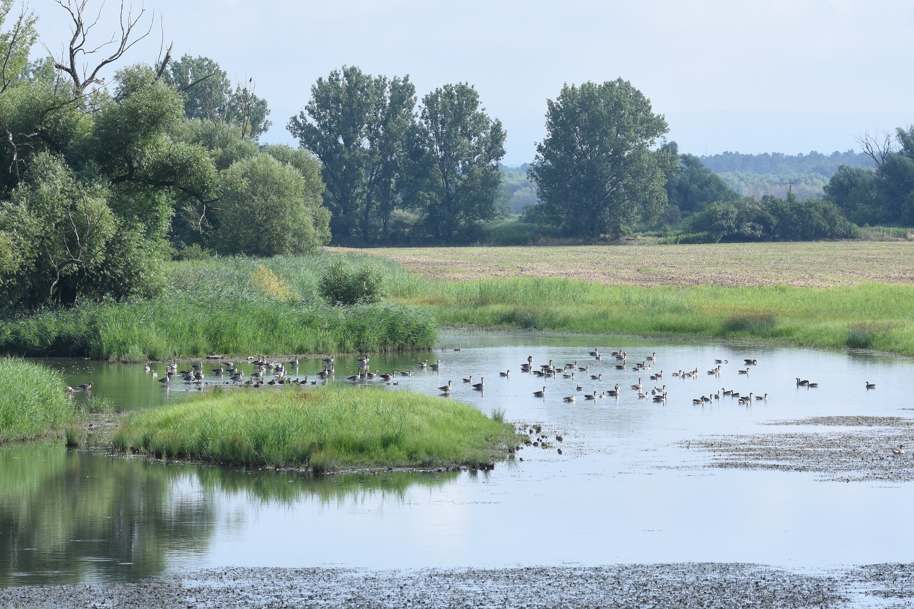 Ptačí park Kosteliska hostí velké množství vodních ptáků, na fotografii převažují husy velké. Foto: Ondřej Ryška