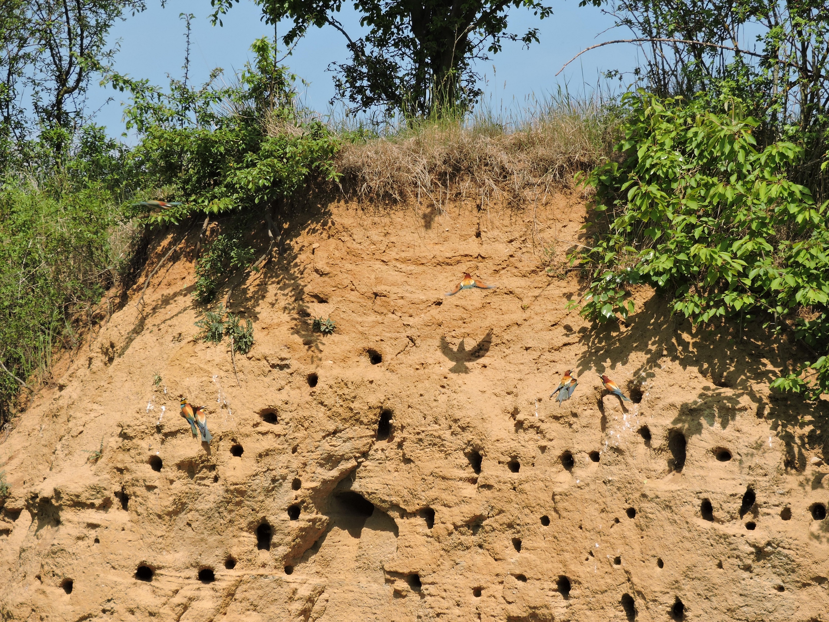 Nejmenší ptačí park ČSO - pískovna Malá Lipová hostí koloniálně hnízdící vlhy pestré (na obr.) a břehule říční. Foto: Eliška Valinová