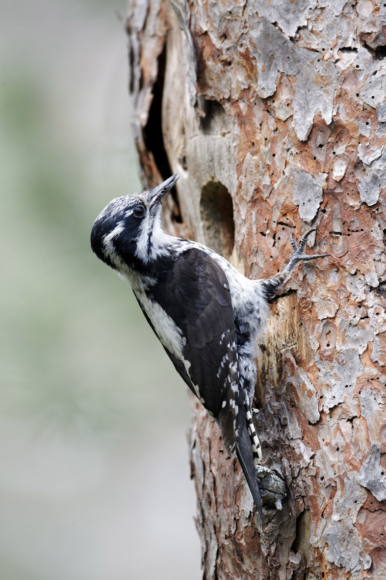Datlík tříprstý je předmětem ochrany v pěti českých ptačích oblastech. Zdroj fotobanka