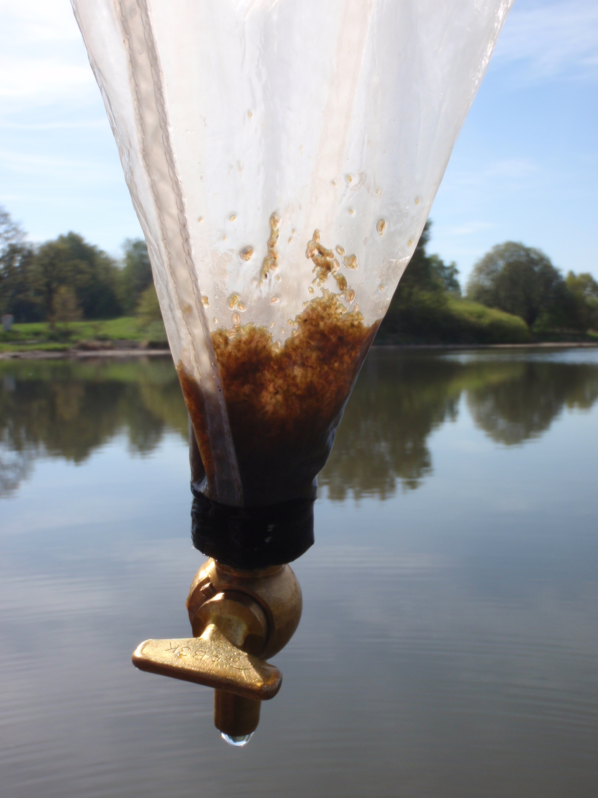 Hrubý (velký) dafniový zooplankton vyvíjí obrovský filtrační tlak a čiří vodu rybníka. Zde v planktonní síti. Foto Jindřich Duras