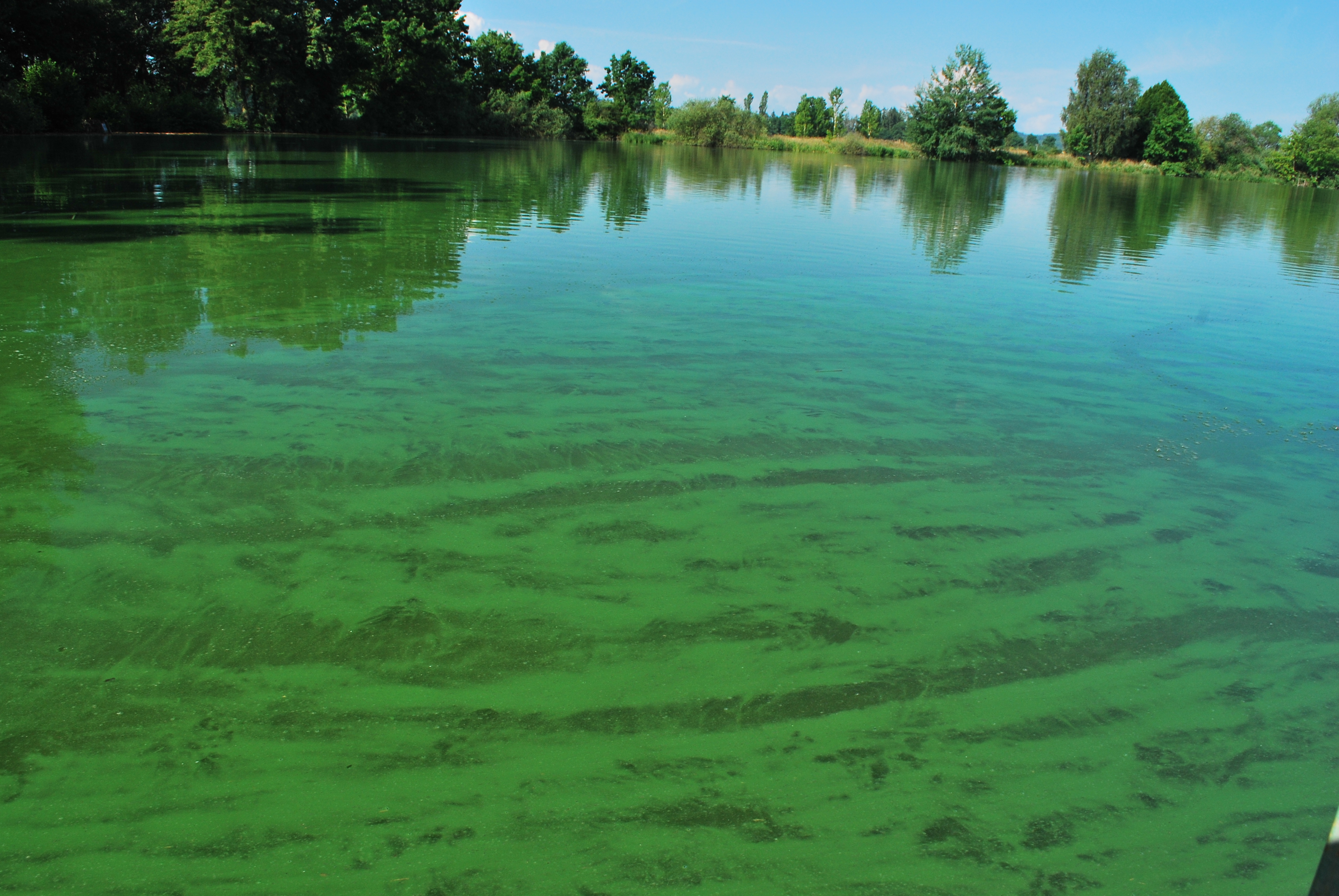 Nadměrné množství fosforu ve vodě podporuje intenzivní rozvoj sinic a řas. Foto David Kortan
