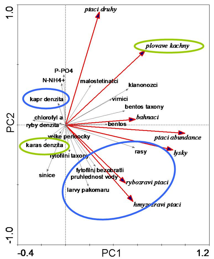 Obr. 5 Analýza hlavních komponent (PCA) založená na datech z monitoringu Lednických rybníků v letech 2008–2010 ukazuje, že vyšší denzita kapra a karase stříbřitého působila na sledované parametry jinak (modře znázorněn vliv vyšší denzity kapra, zeleně znázorněn vliv vyšší denzity karase; podrobněji v textu). Analýza byla počítána na datech o druhové diverzitě a abundanci ptáků, ostatní proměnné byly do grafu pasivně proloženy.