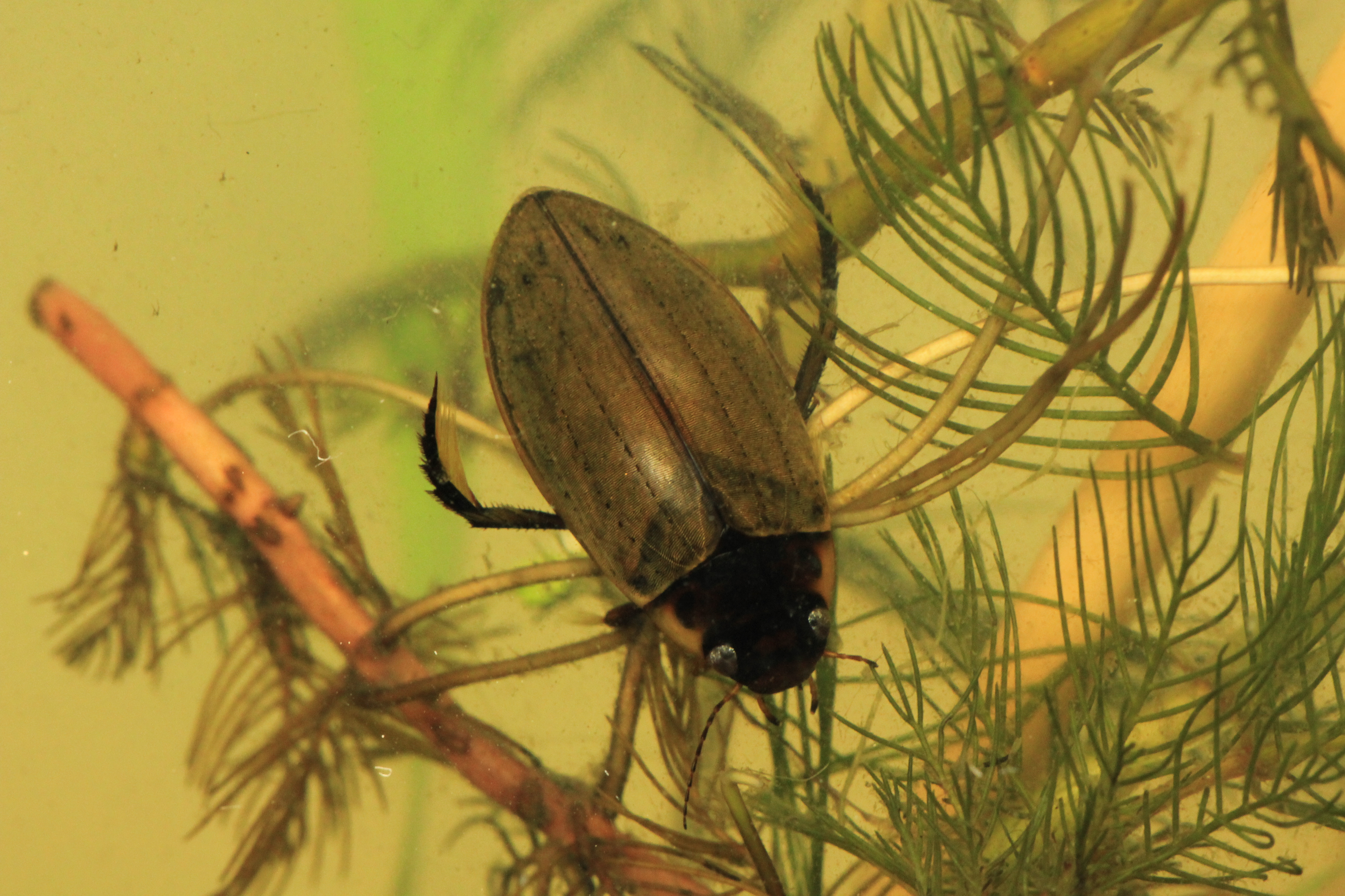   Obr. 3: Potápník Colymbetes fuscus je široce rozšířený po celé ČR, je ovšem nalézán obvykle v rybnících s extenzivním managmentem. Podobný druh C. striatus (CR) byl u nás nalezen pouze na několika lokalitách v nádržích bez ryb s hustou vegetací. Foto V. Kolář