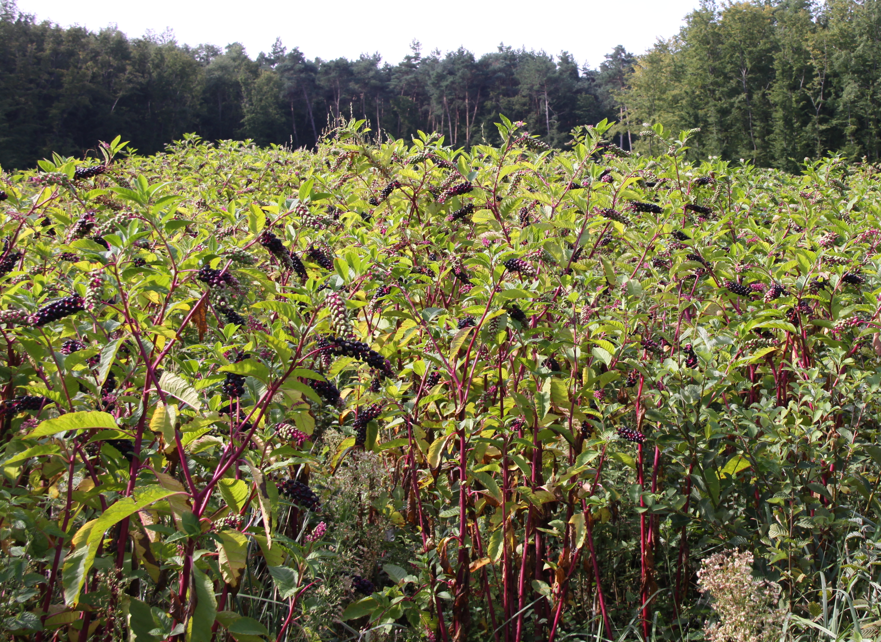 Líčidlo americké (Phytolacca americana) je v Evropě invazní rostlina původem ze Severní Ameriky, pěstovaná pro okrasu, medicínské účely a používaná jako barvivo. Foto Petr Pyšek