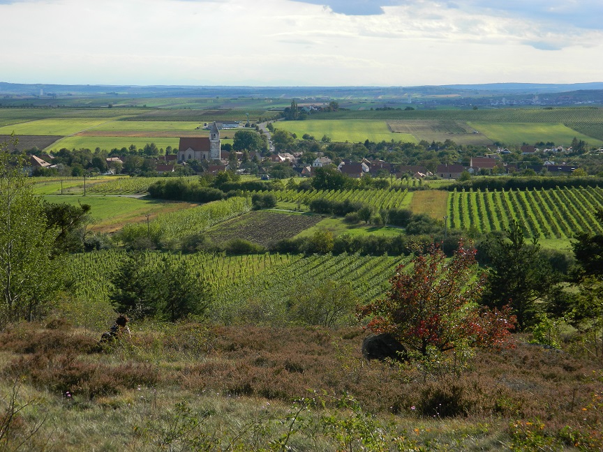 Krajinu na Hnanicku v ochranném pásmu NP dnes ve velké míře pokrývají intenzivně vedené vinohrady. Foto Martin Škorpík