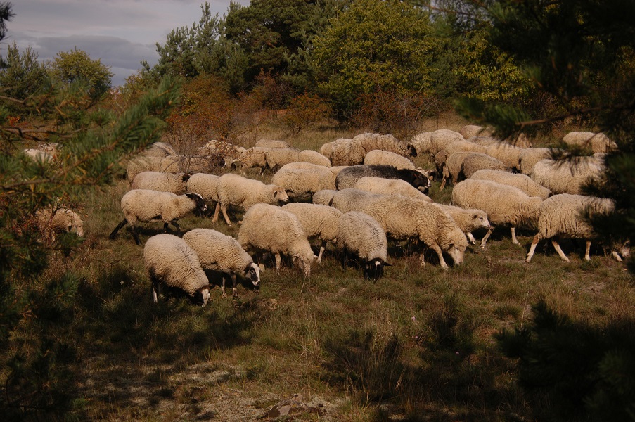 Volná pastva ovcí odstartovala v roce 1992 na Havranickém vřesovišti systematickou péči o teplomilné stepní trávníky.  Foto Martin Škorpík