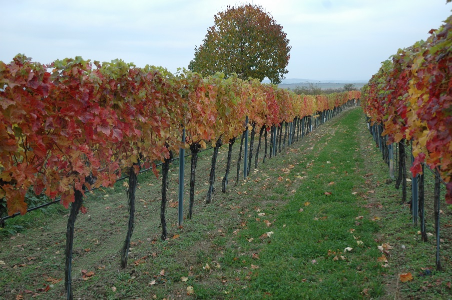 Intenzivní vinohrady obklopují jihovýchodní okraj národního parku. Foto Martin Škorpík