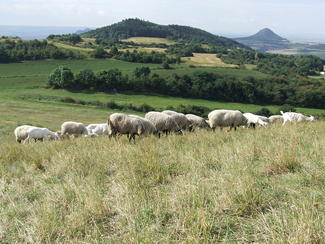 Pastva ovcí a koz v PR Čičov. Foto Šárka Kopecká 