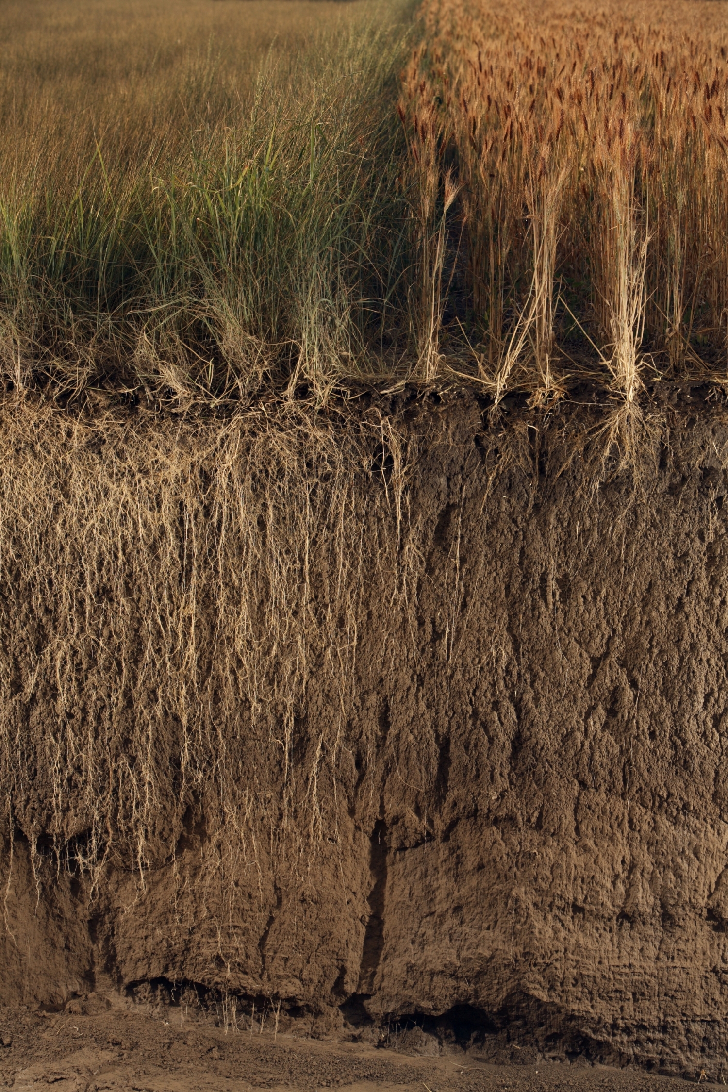 Obr. 2. Rhizosféra – část půdy v bezprostředním okolí kořenů, která je ovlivněna jejich činností.
