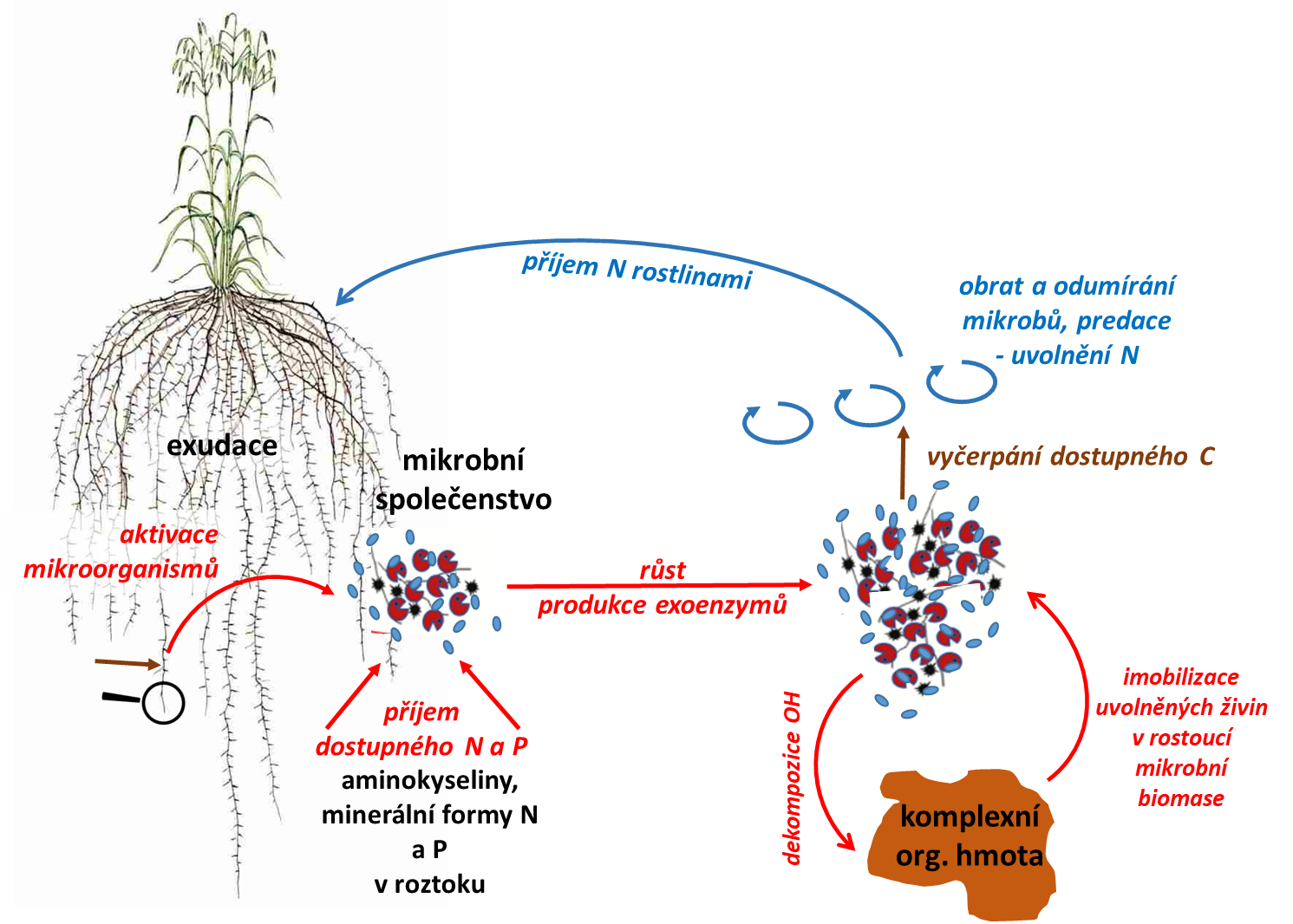 Obr. 4. Interakce rostlin a půdních mikroorganismů v rhizosféře je oboustranně prospěšná. Kořenové exudáty aktivují půdní mikroorganismy, které se v daném místě nacházejí. Ty začnou růst a produkovat extracelulární enzymy, které rozkládají komplexní organické sloučeniny v půdě na jednodušší. Mikroorganismy je využívají a živiny z nich zabudovávají do svých buněk. Jak kořen odrůstá, zóna zásobení půdy exudáty se posouvá jinam a velké mikrobní společenstvo začne strádat. Z odumírajících buněk se uvolňují živiny ve formách, které mohou přijmout kořeny rostlin nebo jejich symbiotičtí partneři.