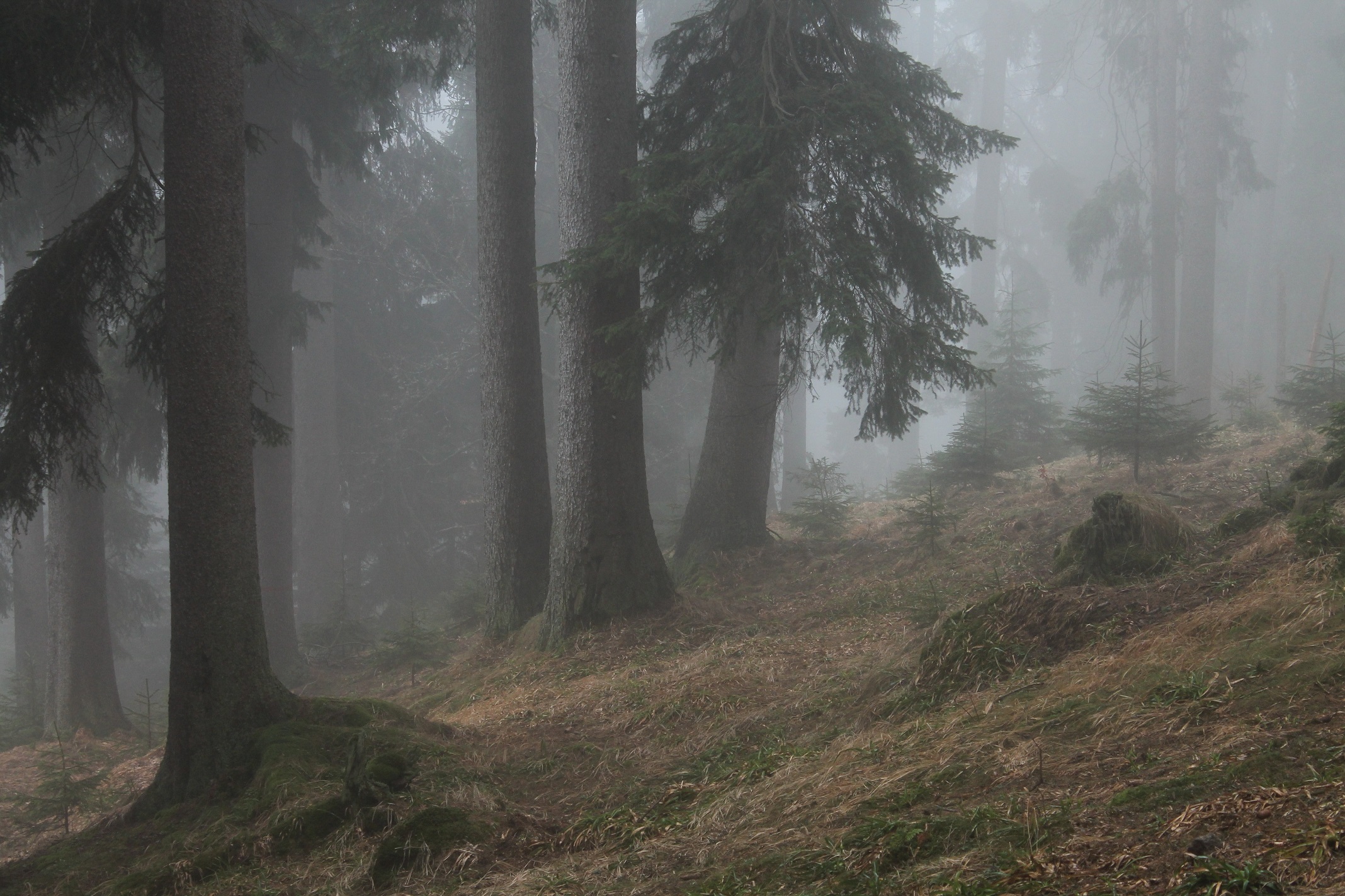 Lesy centrální Šumavy. Foto Pavel Hubený
