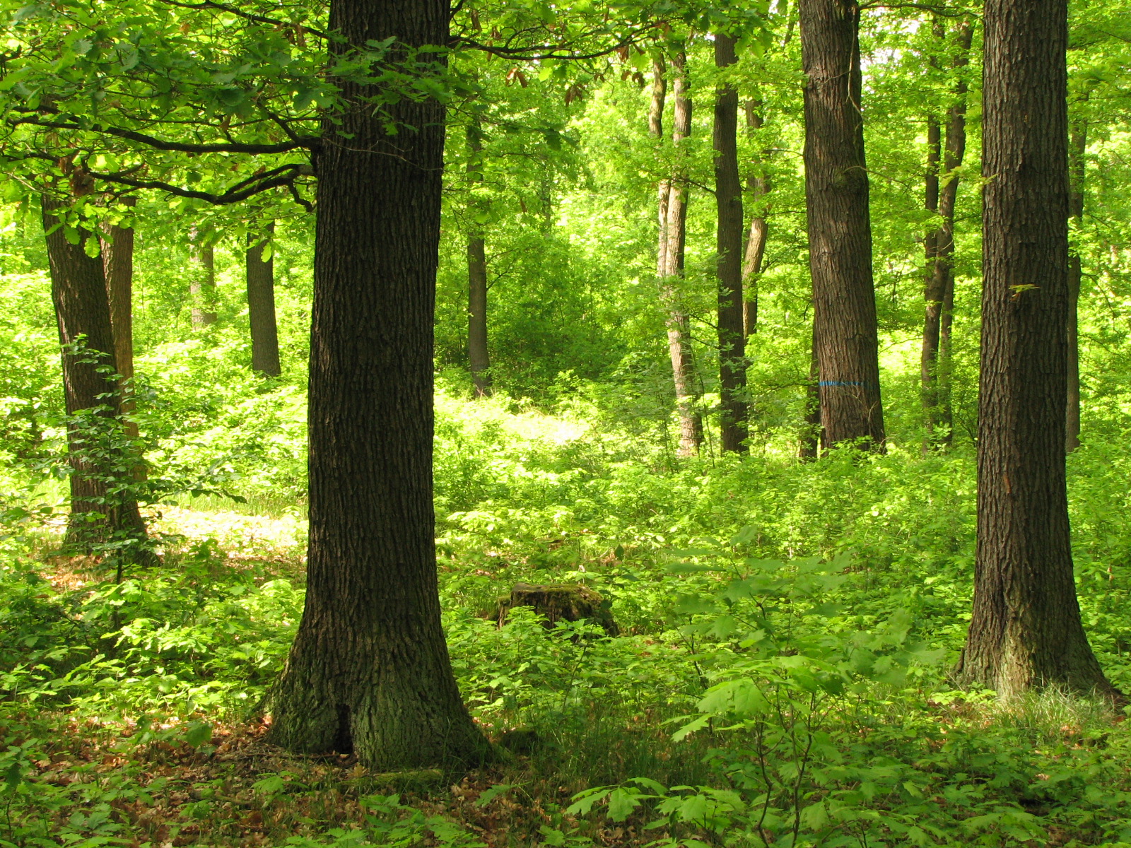 Xaverovský háj, obnova dubového porostu podrostním způsobem v pokročilém stádiu obnovy. Modře vyznačen strom na dožití dle požadavků FSC. Foto Dan Frantík