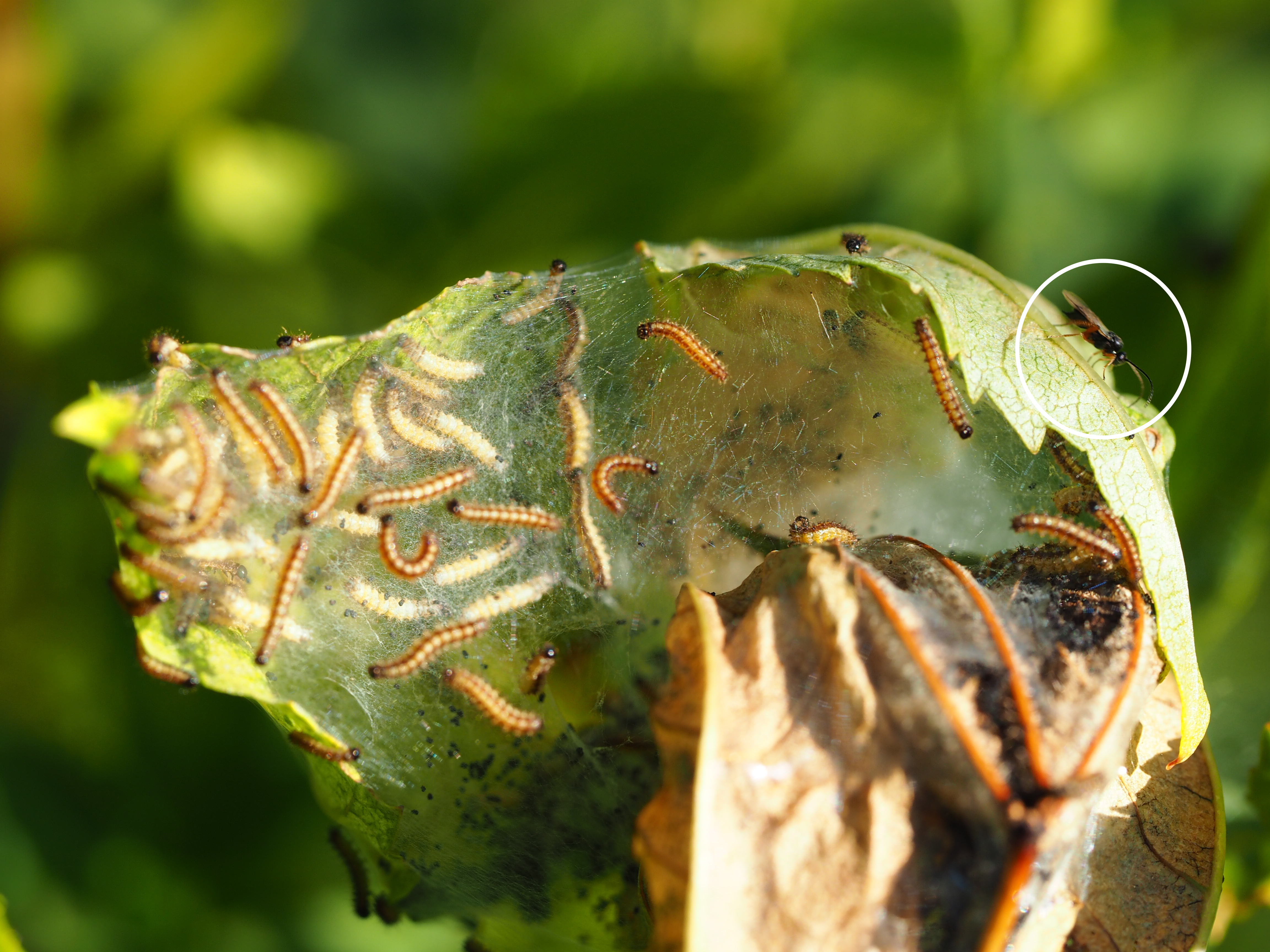 Parazitický lumčík Cotesia acuminata (zakroužkován), kterého lze při monitoringu často pozorovat, jak čeká na vhodnou příležitost a hlídá potenciální hostitele svých larev, housenky hnědáska osikového, zde v prvním instaru. Valkrör, kraj Uppsala, srpen 2016.