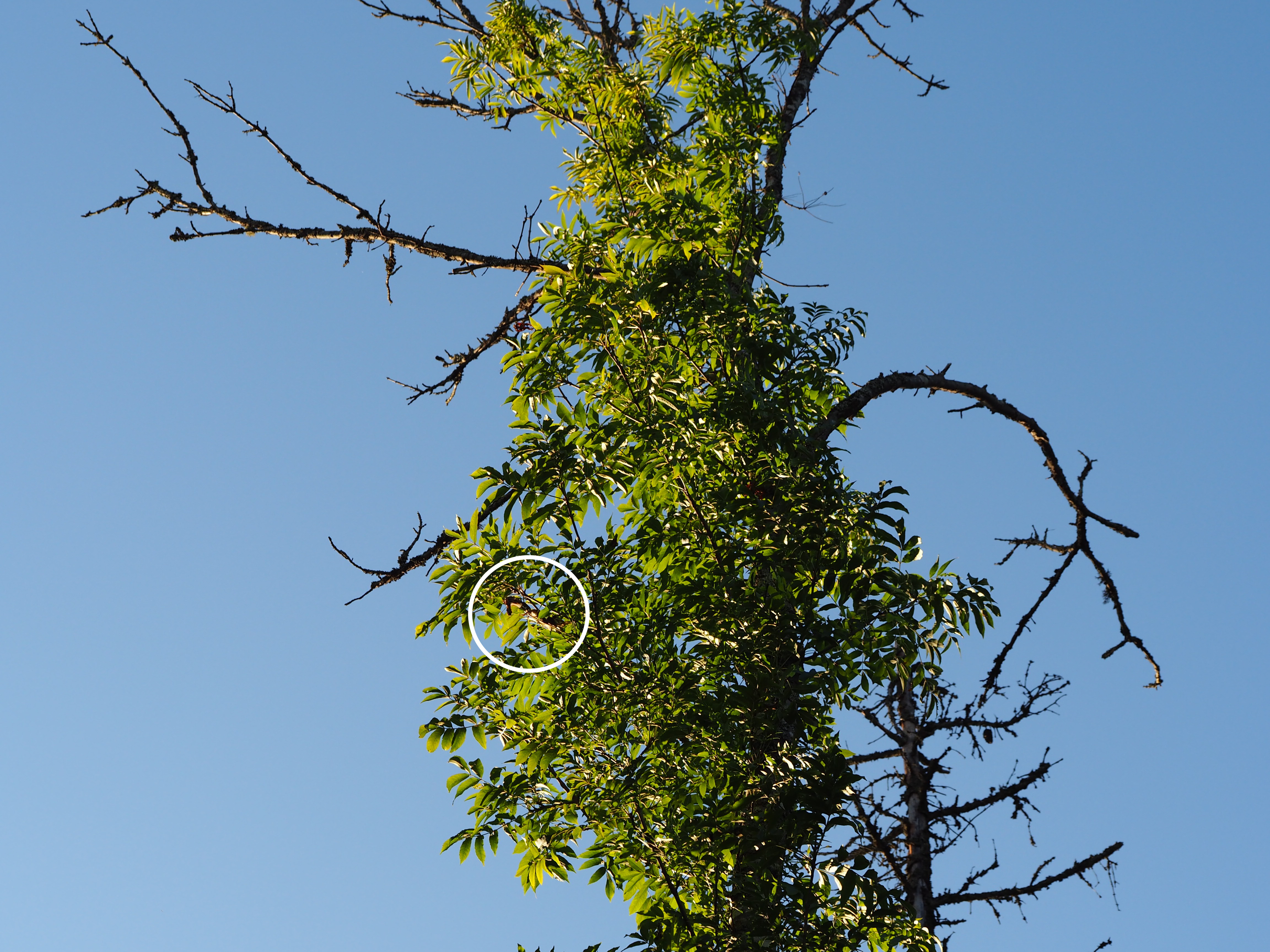 Dospělci hnědáska osikového se často pohybují v korunách stromů a samičky mohou klást snůšky poměrně vysoko. Zde housenčí hnízdo (zakroužkováno) ve Švédsku na vzrostlém jasanu, trpícím nekrózou, ve výšce asi 16 m. Valkrör, kraj Uppsala, září 2017. Foto Pavel Bína