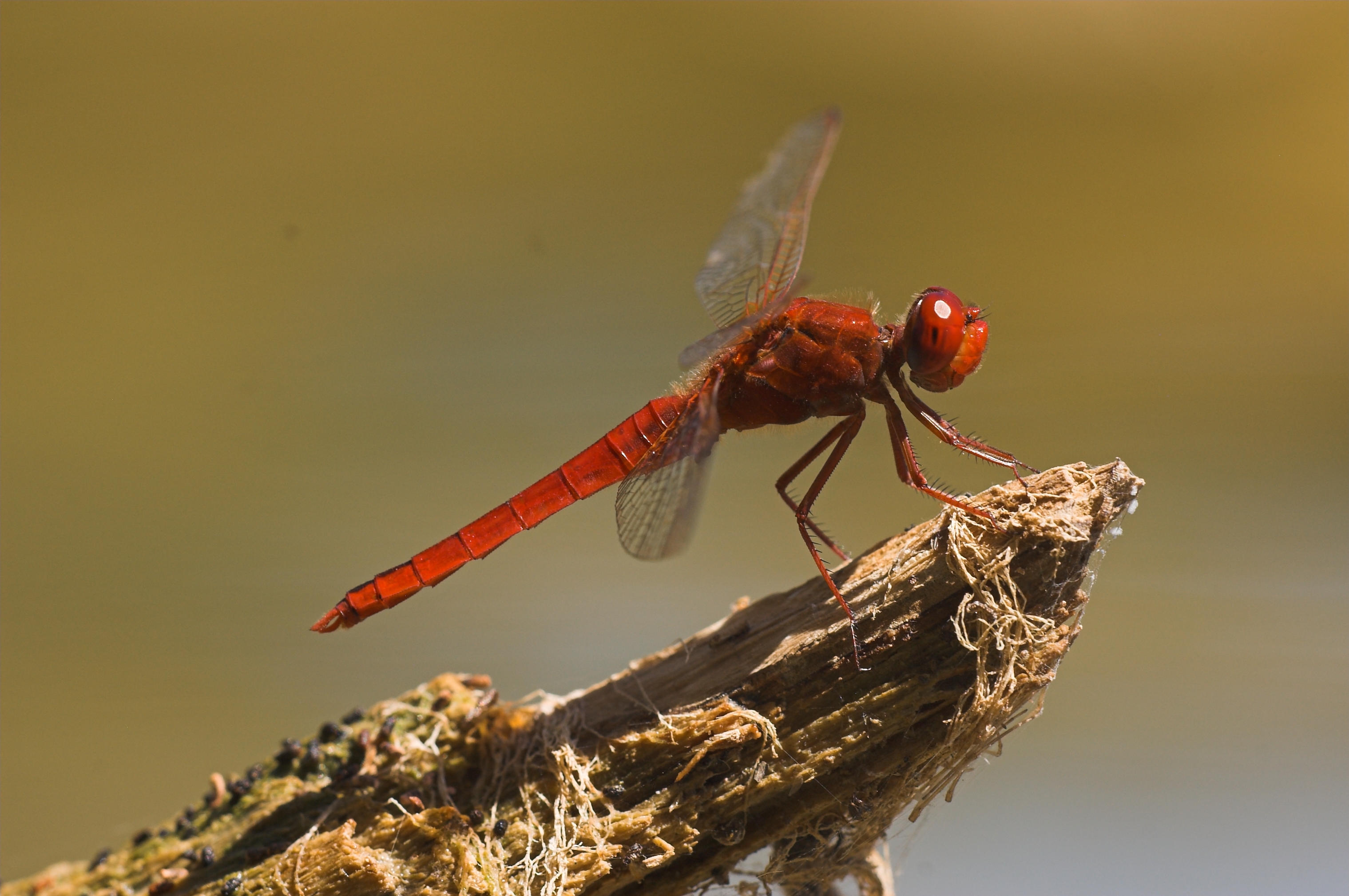 Vážka červená Crocothemis erythraea - africký druh, dnes relativně běžný na celém území včetně hor. Foto M. Waldhauser