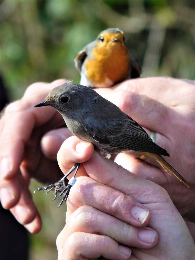 V databázích jsou dostupné záznamy 4,7 milionech okroužkovaných ptáků a o 360 tisících získaných zpětných hlášení (tedy kontrolních odchytů nebo nálezů). Foto T. Bělka 