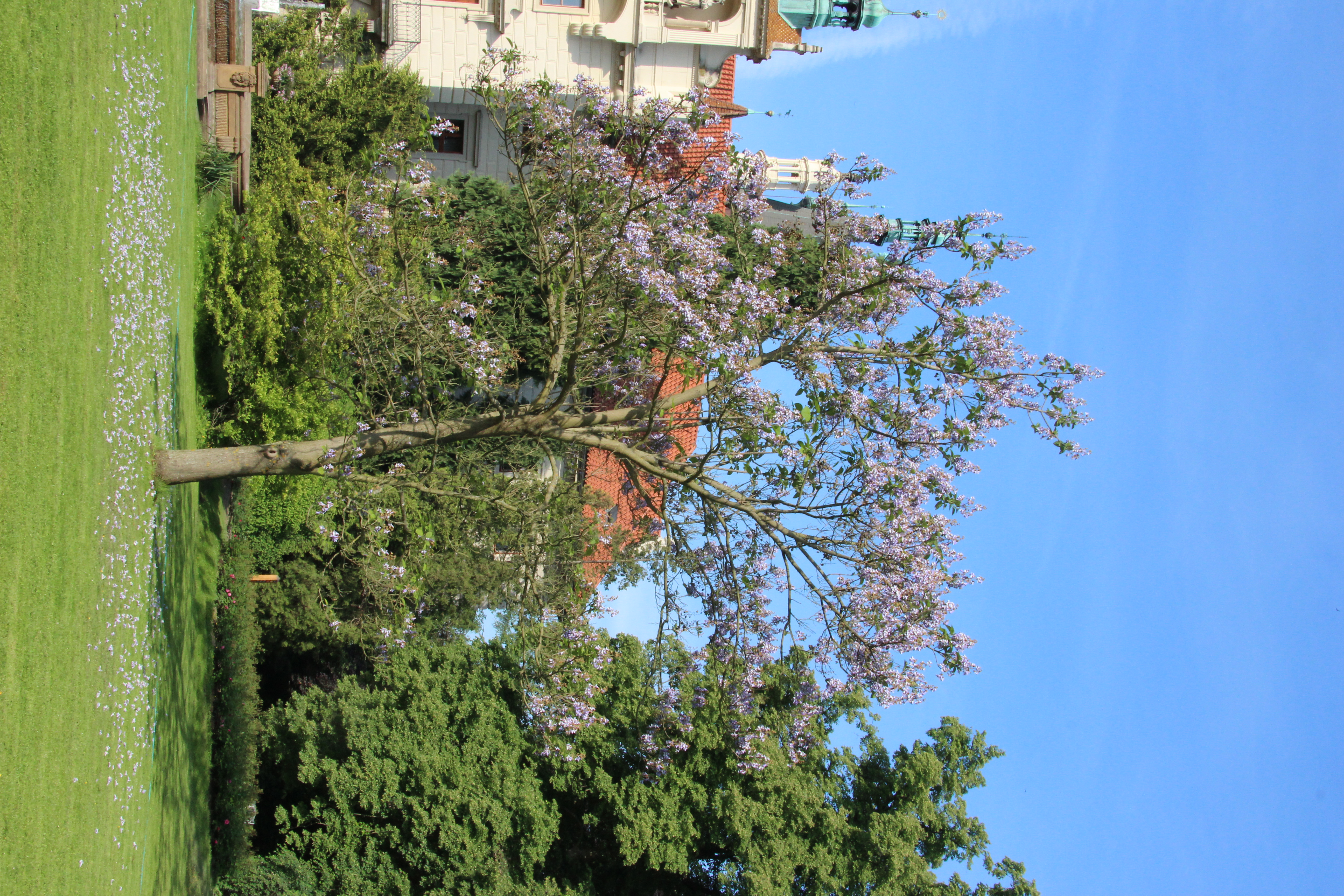 Pavlovnie byly introdukovány jako dekorativní stromy do mnoha parků. V posledních letech se můžeme setkat s tím, že v teplých oblastech začíná zplaňovat. Foto Jan Pergl