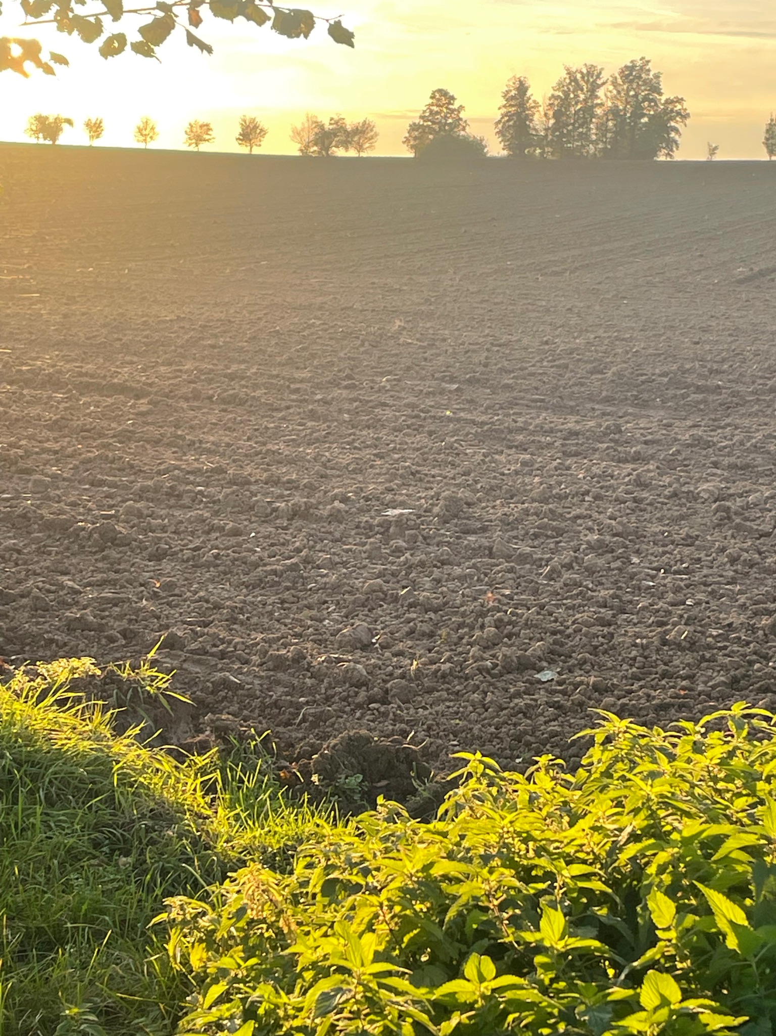 ... naopak intenzivní zemědělství svědčí jen úzkému okruhu rostlin - jako kopřiva, která má ráda nadbytek živin. Foto Eva Volfová